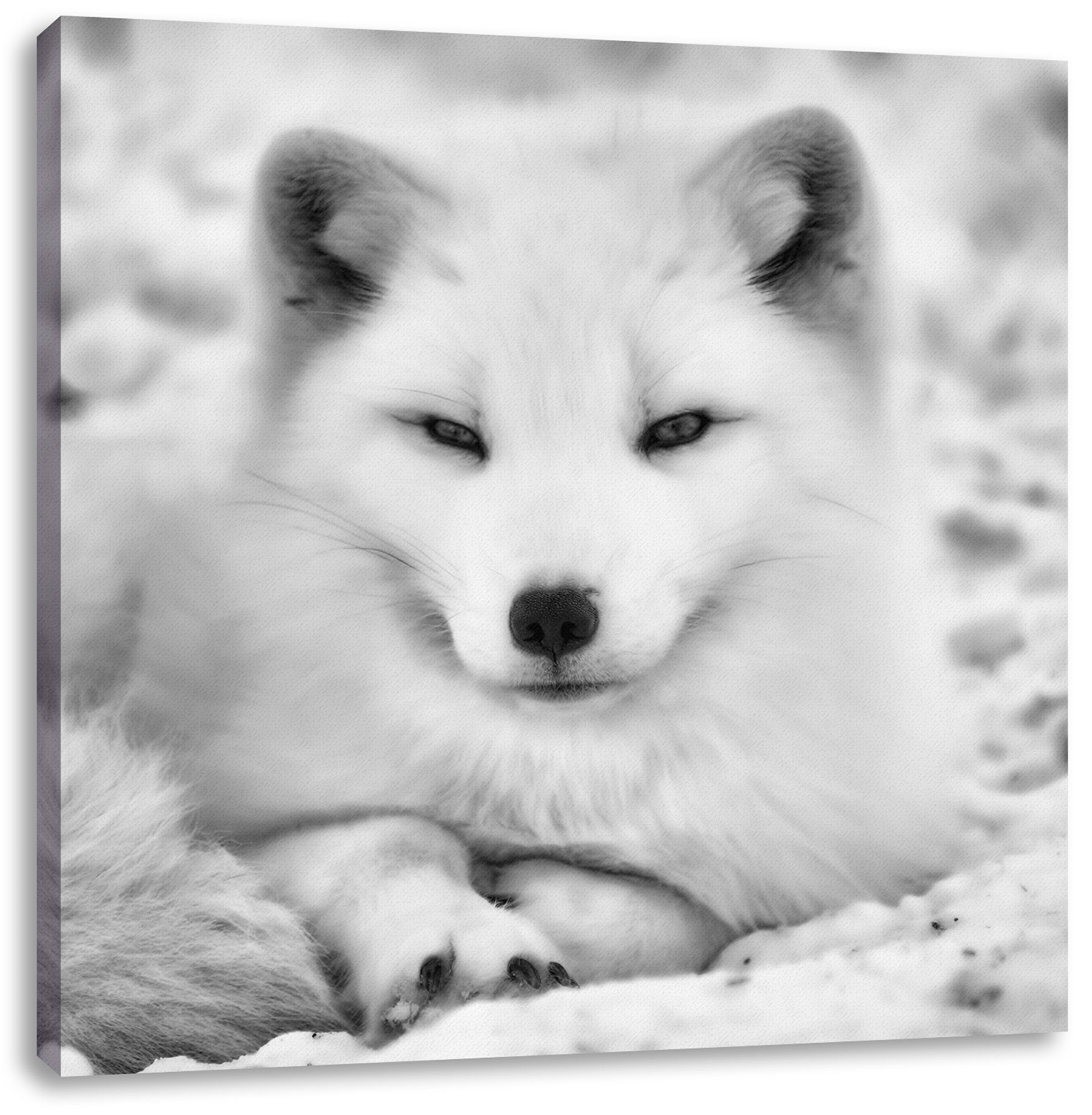 Pixxprint Leinwandbild Weißer Fuchs, Weißer Fuchs (1 St), Leinwandbild fertig bespannt, inkl. Zackenaufhänger