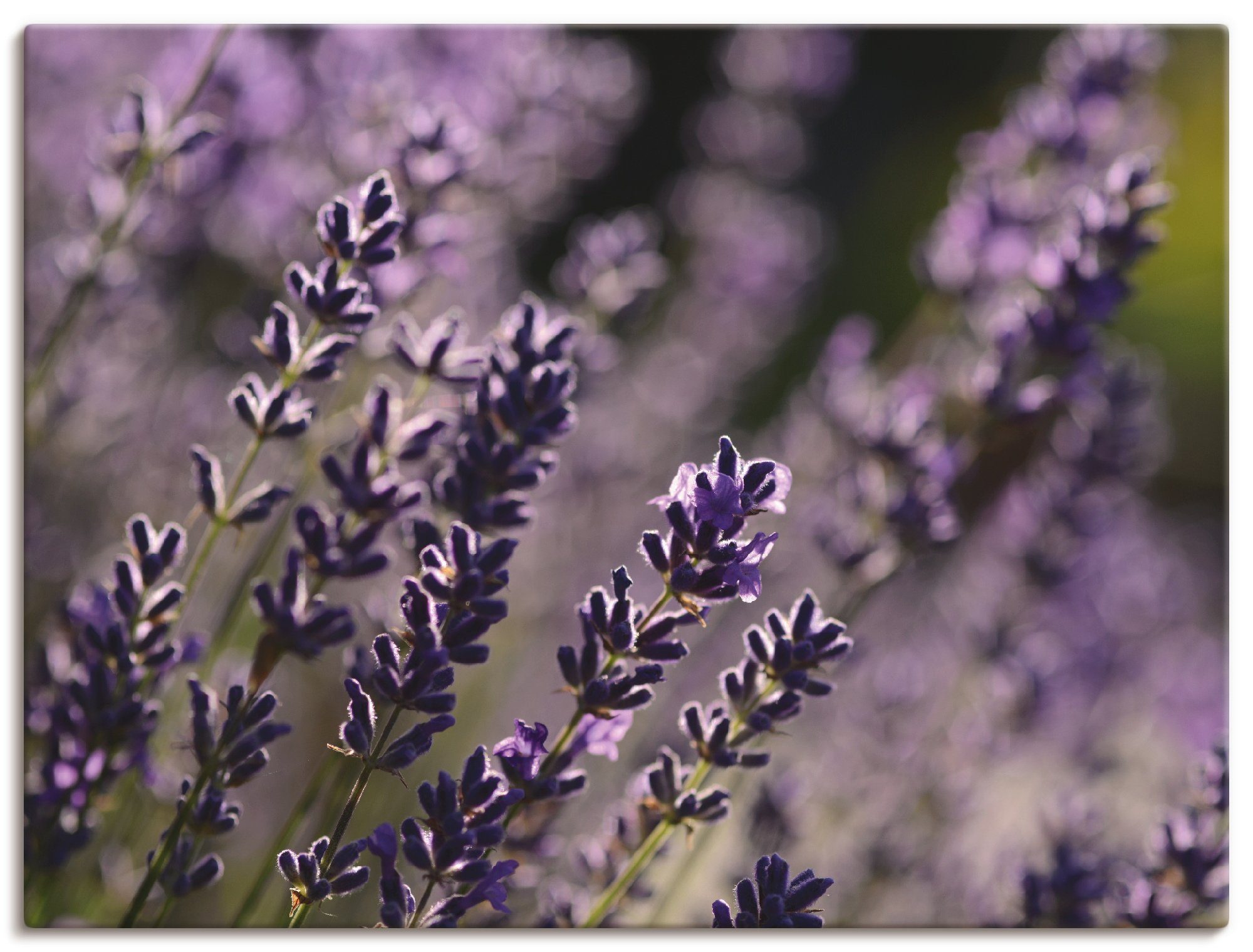 St), oder Lavendel, Artland Blumen in Leinwandbild, Wandbild Poster versch. (1 als Größen Wandaufkleber