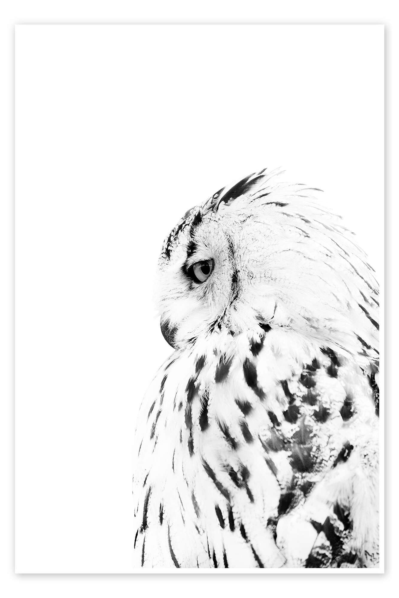 Posterlounge Wandbild Schneeeule, Animal Portrait Photography, erhältlich als Poster, Leinwandbild, Wandsticker oder Acrylglasbild
