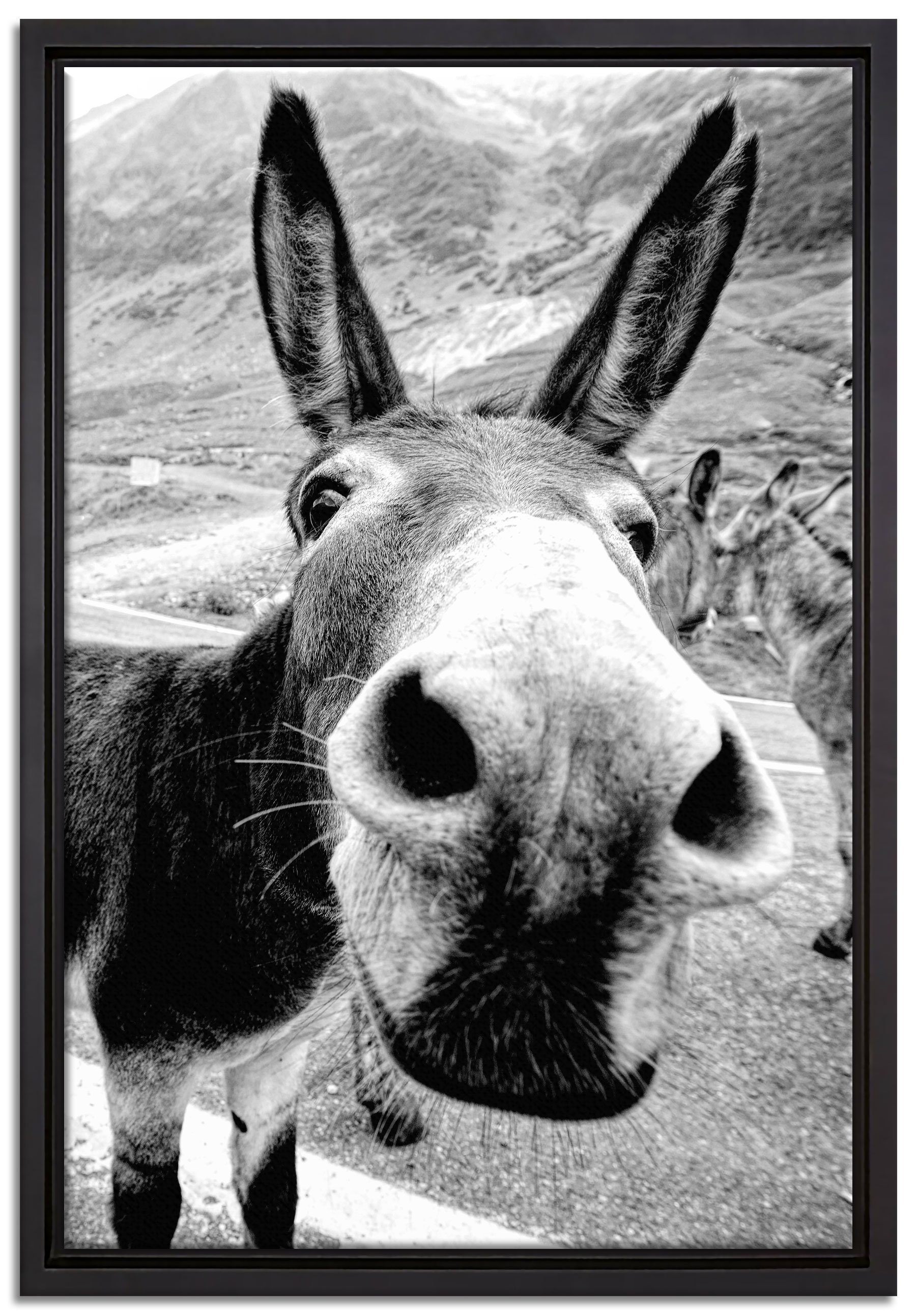 Pixxprint Leinwandbild Lustiger Esel auf Straße in den Bergen, Monochrome, Wanddekoration (1 St), Leinwandbild fertig bespannt, in einem Schattenfugen-Bilderrahmen gefasst, inkl. Zackenaufhänger