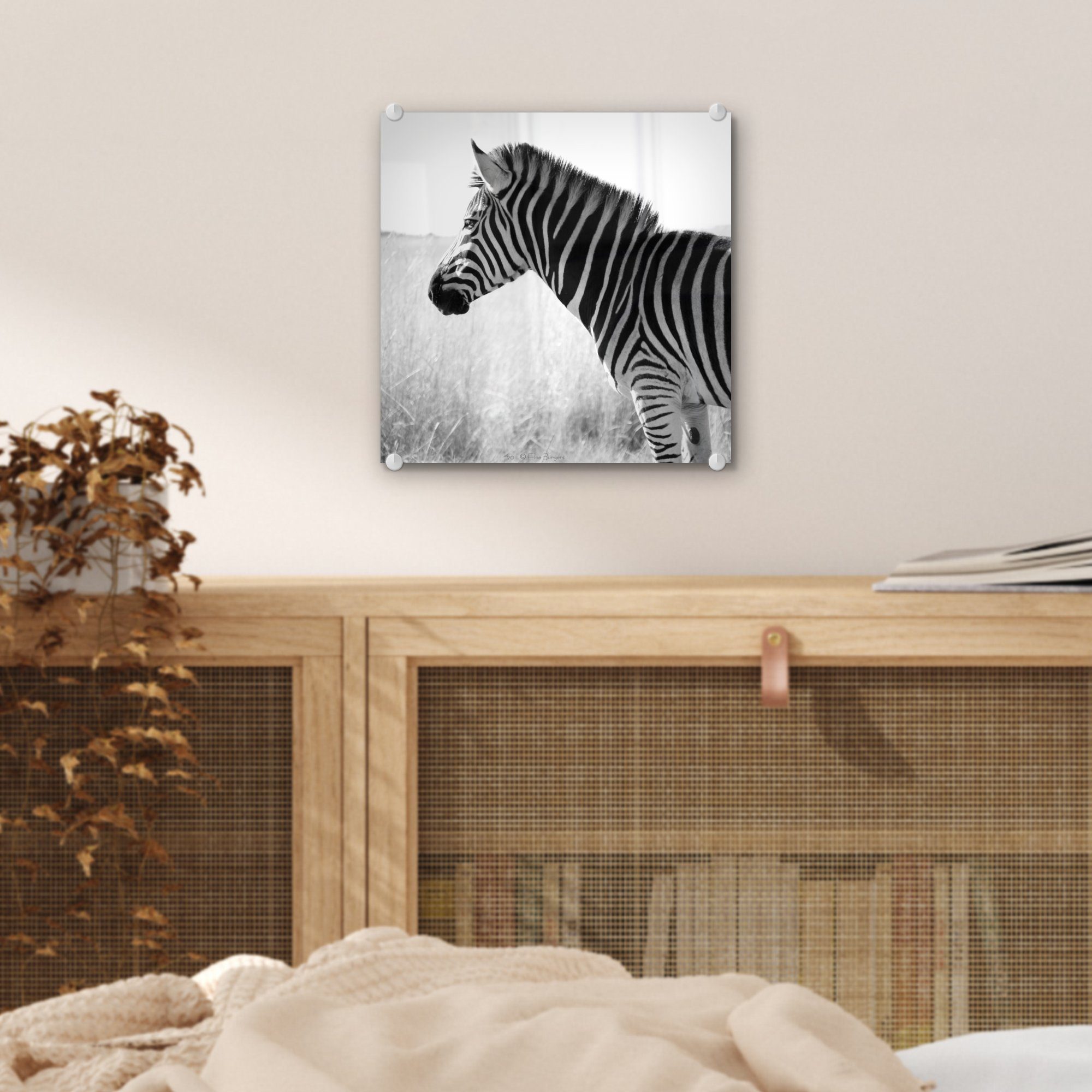 - MuchoWow - Zebra im Glas Wandbild hohen Wanddekoration - Bilder Glasbilder St), Gras, (1 Foto Acrylglasbild auf auf Glas