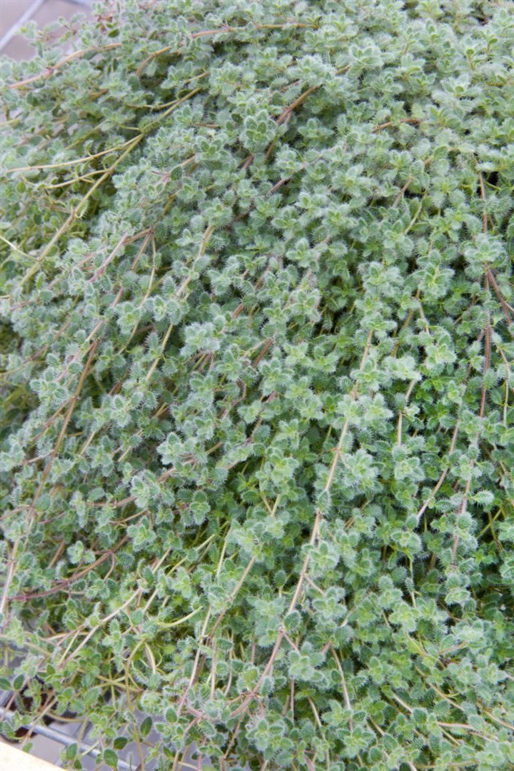 Pflanzen für Dich Staude Thymus praec. pseudolanuginosus, 1 St., Wolliger Thymian, Teppich-Thymian