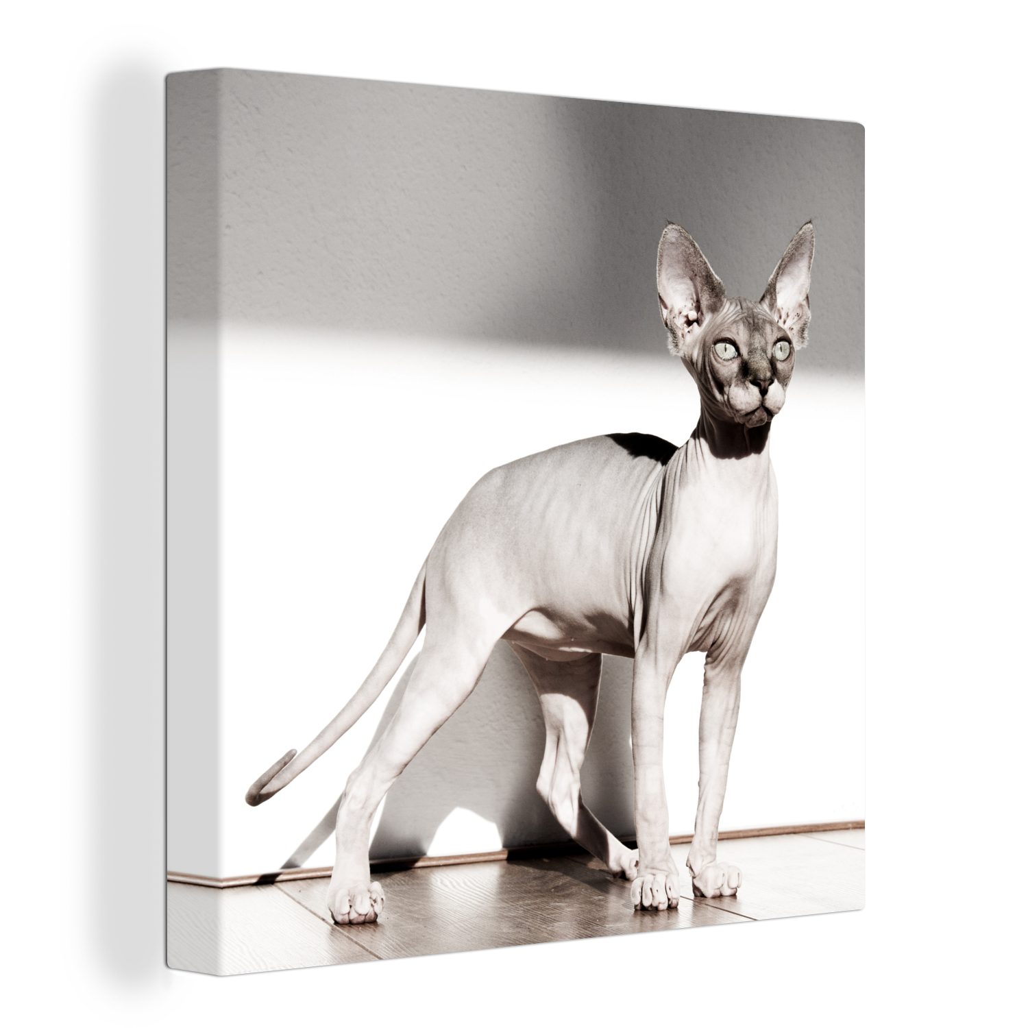 OneMillionCanvasses® Leinwandbild Sportliche Sphynx-Katze mit Sonnenstrahlen, (1 St), Leinwand Bilder für Wohnzimmer Schlafzimmer