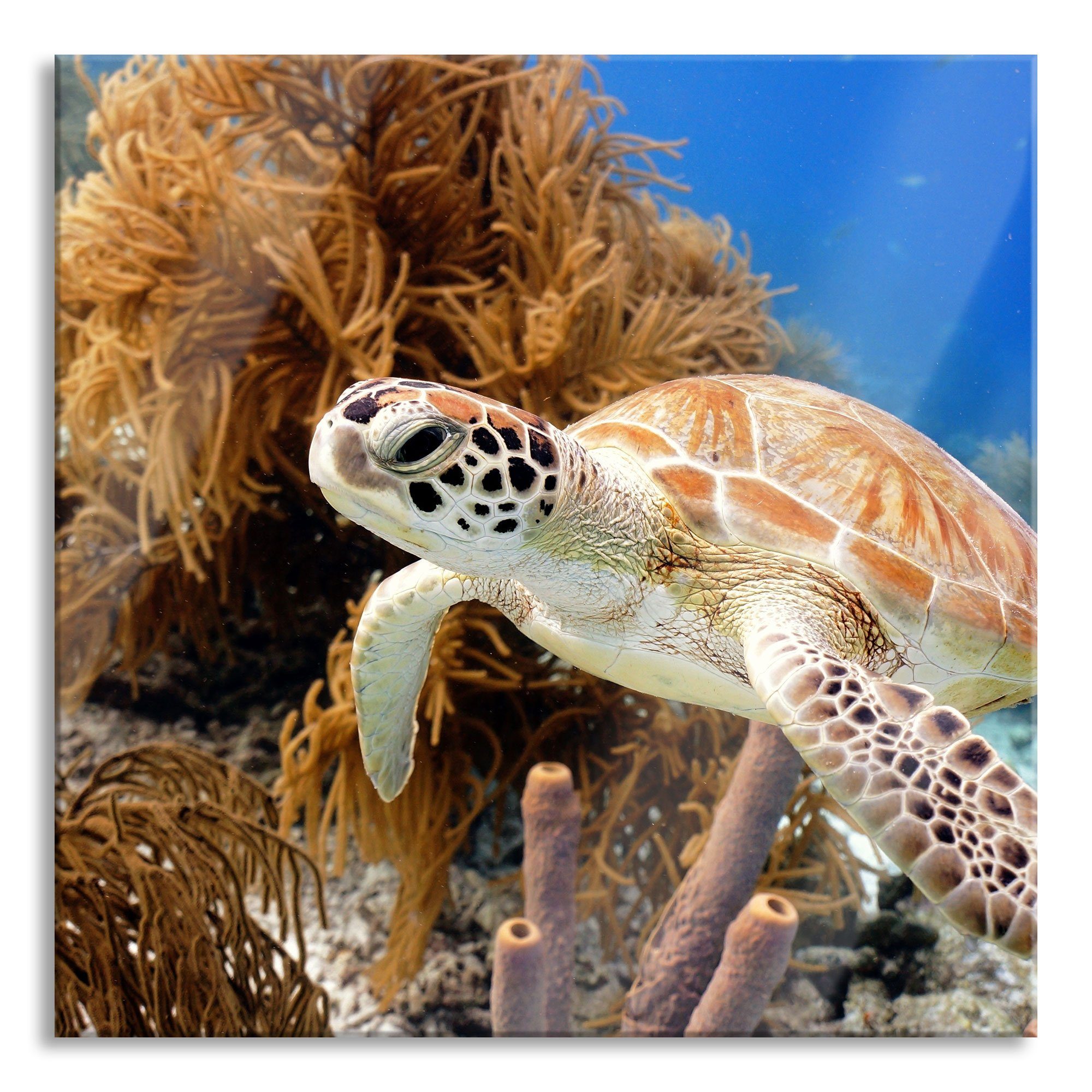 Echtglas, aus Glasbild St), Pixxprint Meeresschildkröte Glasbild inkl. und Aufhängungen Meeresschildkröte, Abstandshalter (1