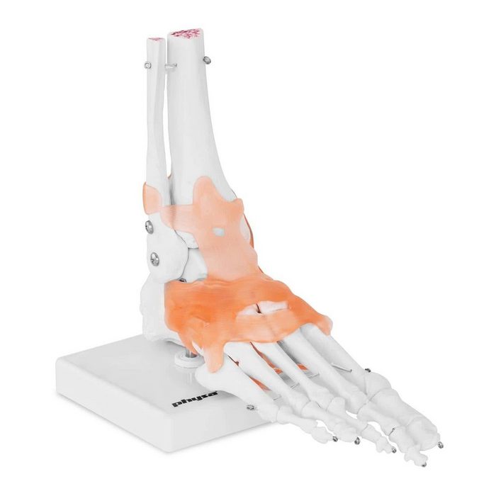 Physa Skulptur physa Fußskelett Modell - mit Bändern und Gelenken
