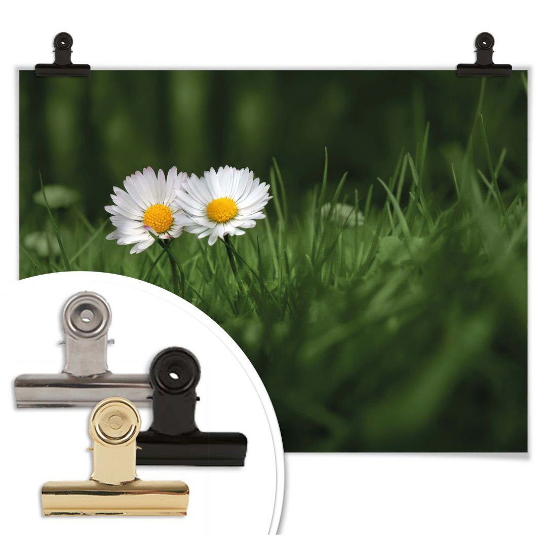 Poster, (1 Zwei Blumen Poster Wandposter Wall-Art Gänseblümchen, St), Wandbild, Blumen Bild,