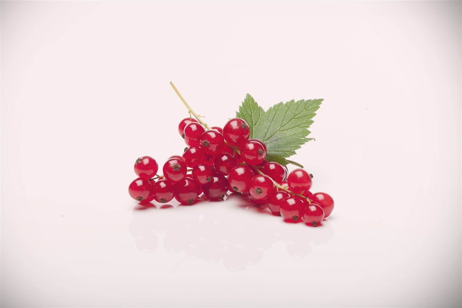 Pflanzen für Dich Obstpflanze Ribes rubrum Rovada, 1 St., Rote Johannisbeere, Johannisbeerstrauch, rote Beeren, ertragreich