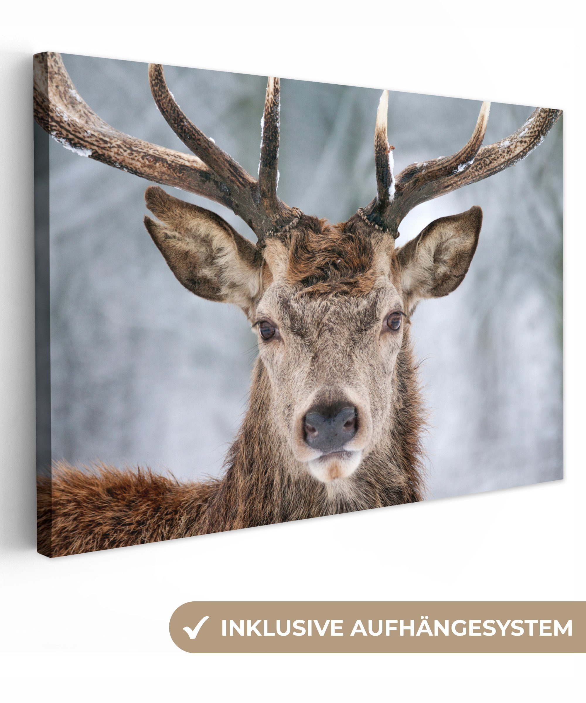 OneMillionCanvasses® Leinwandbild Hirsche - Geweihe - günstig online kaufen