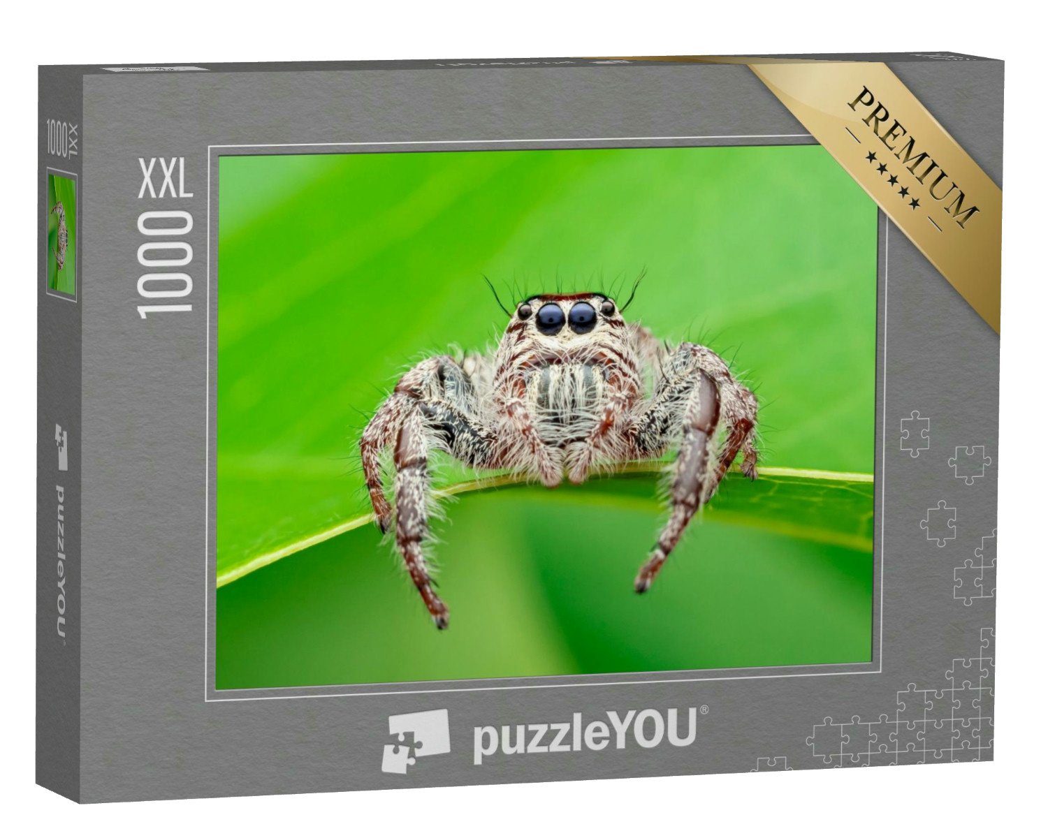 puzzleYOU Puzzle Hyllus - die Webspinne, 1000 Puzzleteile, puzzleYOU-Kollektionen Spinnen, Insekten & Kleintiere