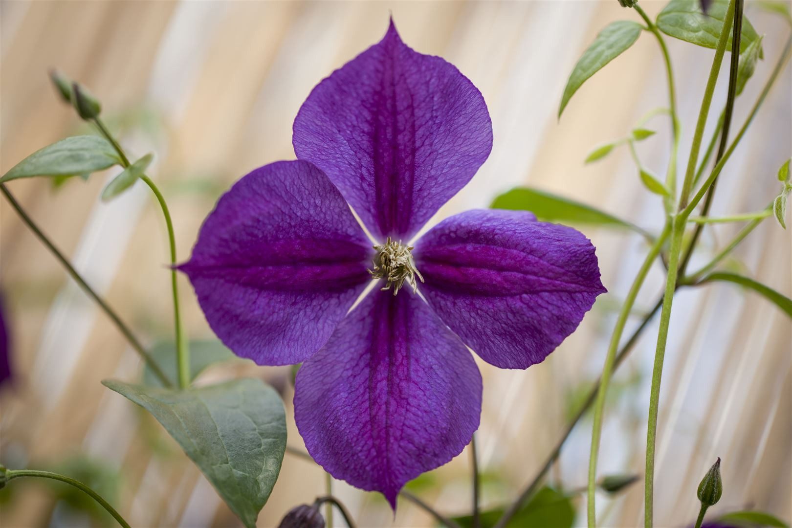 Pflanzen für Dich Kletterpflanze Clematis Hybride Star of India, 1 St., Waldrebe, Clematis, violettblau, langblühend