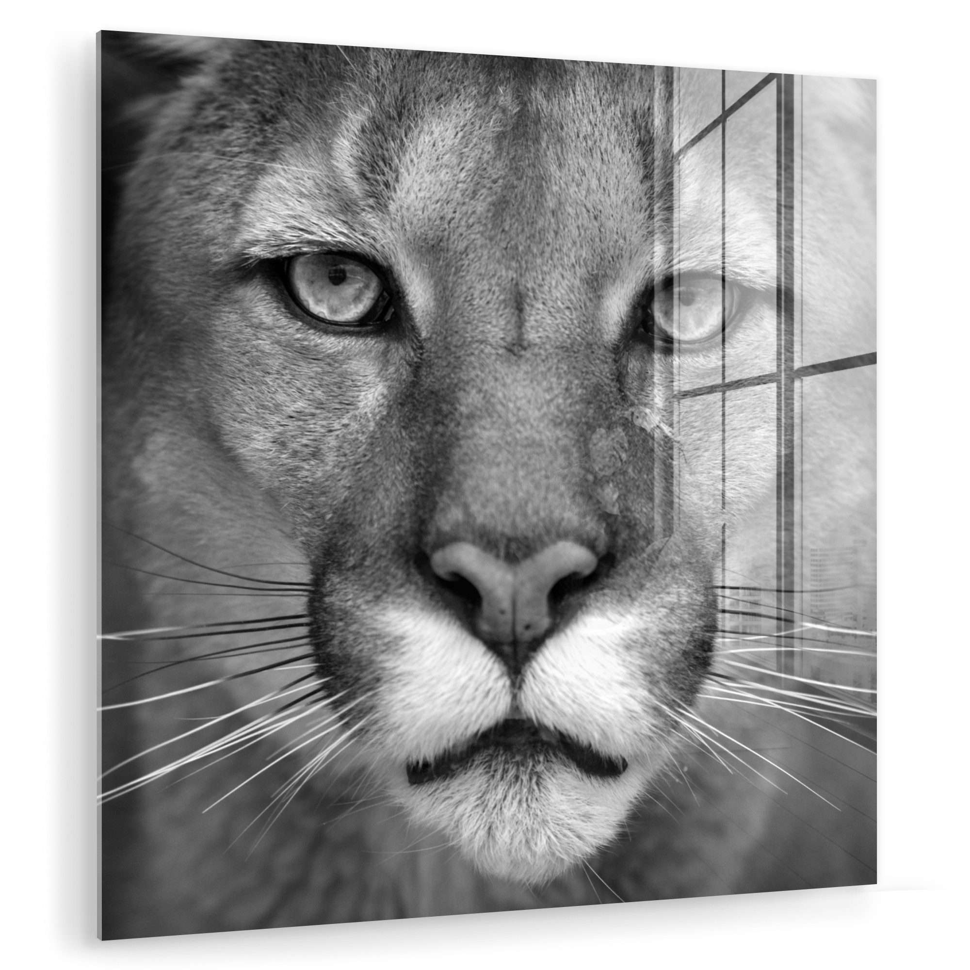 MuchoWow Acrylglasbild Panther - Wildlife - günstig online kaufen