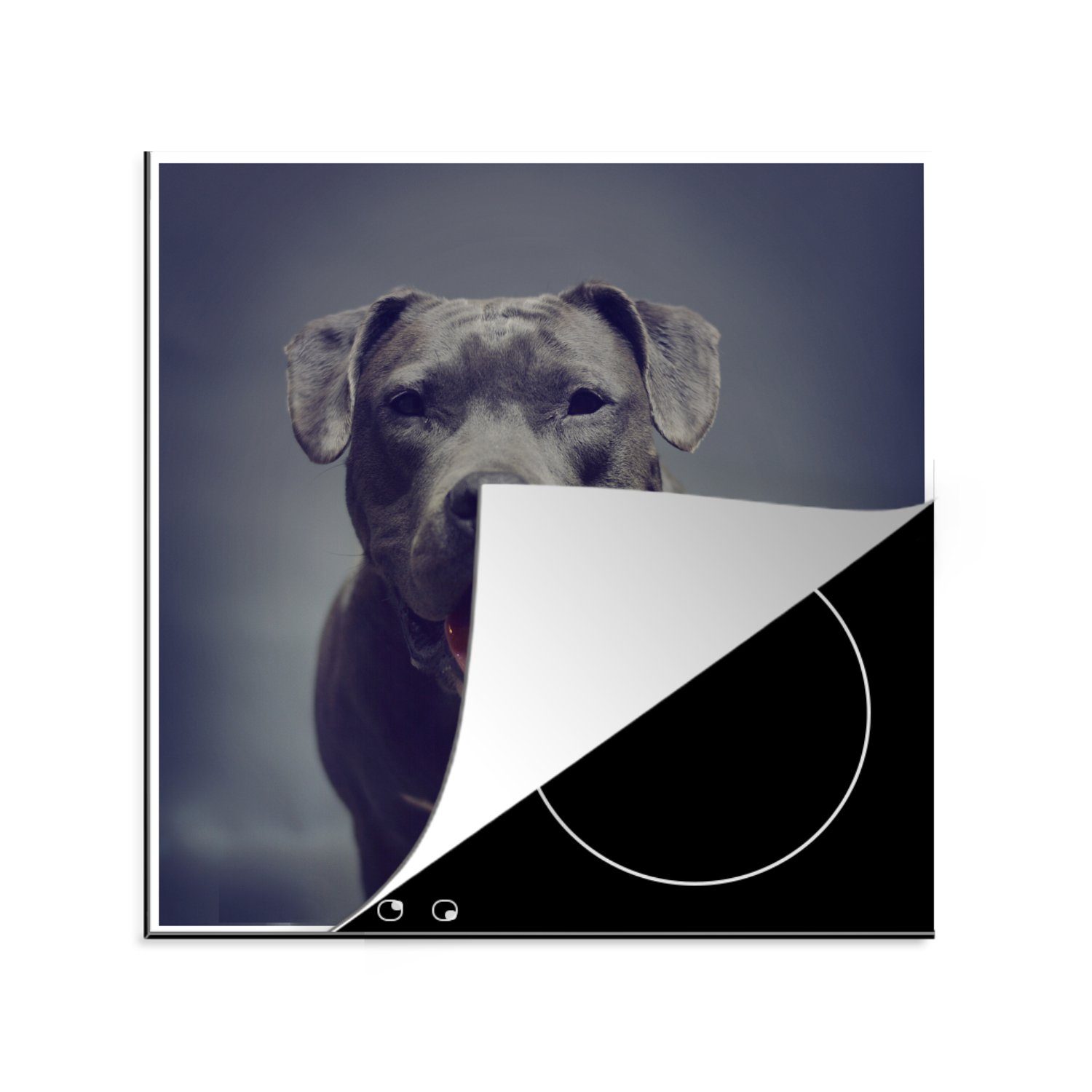 MuchoWow Herdblende-/Abdeckplatte Grauer American Staffordshire Terrier lächelt in die Kamera, Vinyl, (1 tlg), 78x78 cm, Ceranfeldabdeckung, Arbeitsplatte für küche