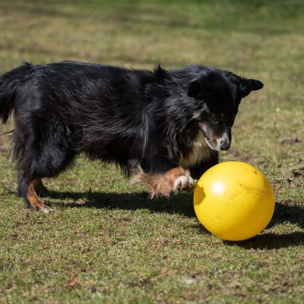 Procyon Tierball PROCYON Treibball Farbe: Gelb