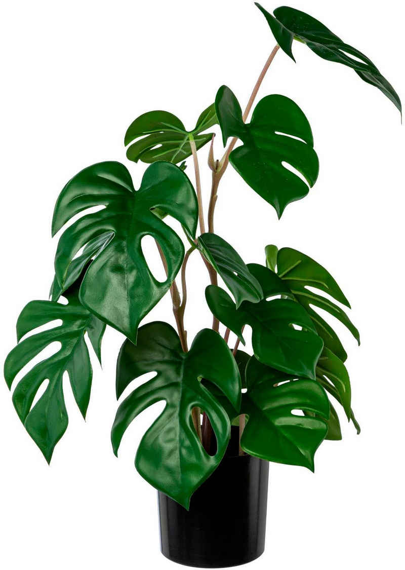 Künstliche Zimmerpflanze Split-Philodendron-Pflanze Sukkulente, Creativ green, Höhe 50 cm