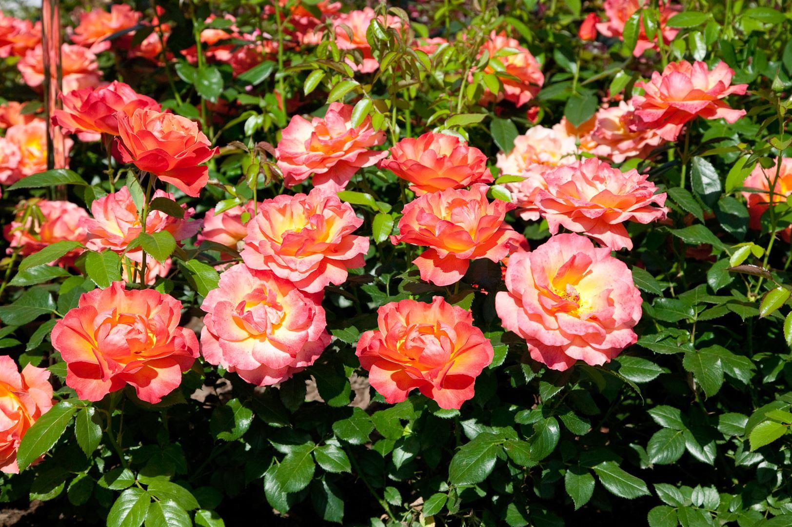 Pflanzen für Dich Rose Rosa Fellowship