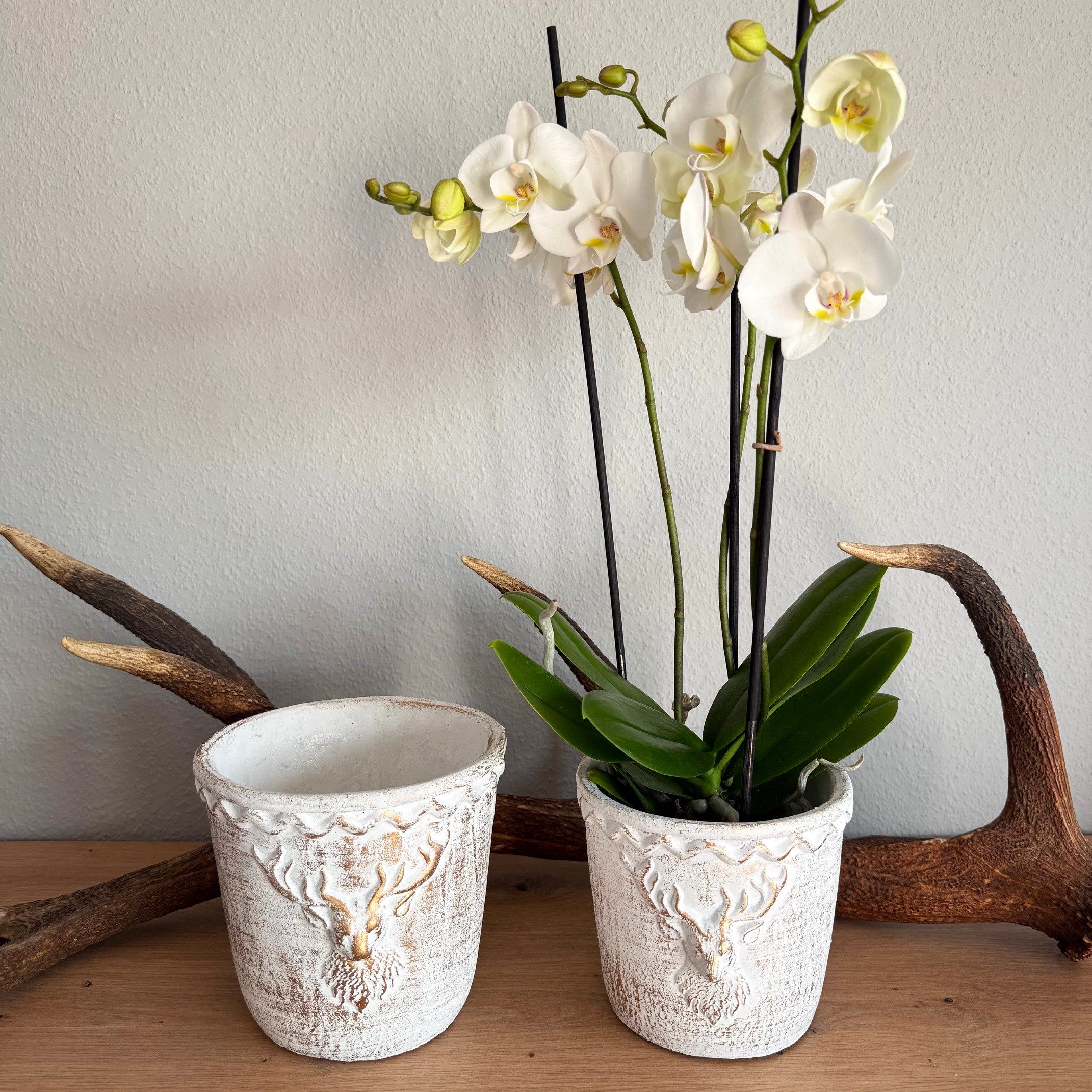 Online-Fuchs Blumentopf - 2 Blumentöpfe im Set mit edlen Hirschkopf - Vintage Look (Weiß, Gold), geeignet für Blumen, Pflanzen und Kräuter