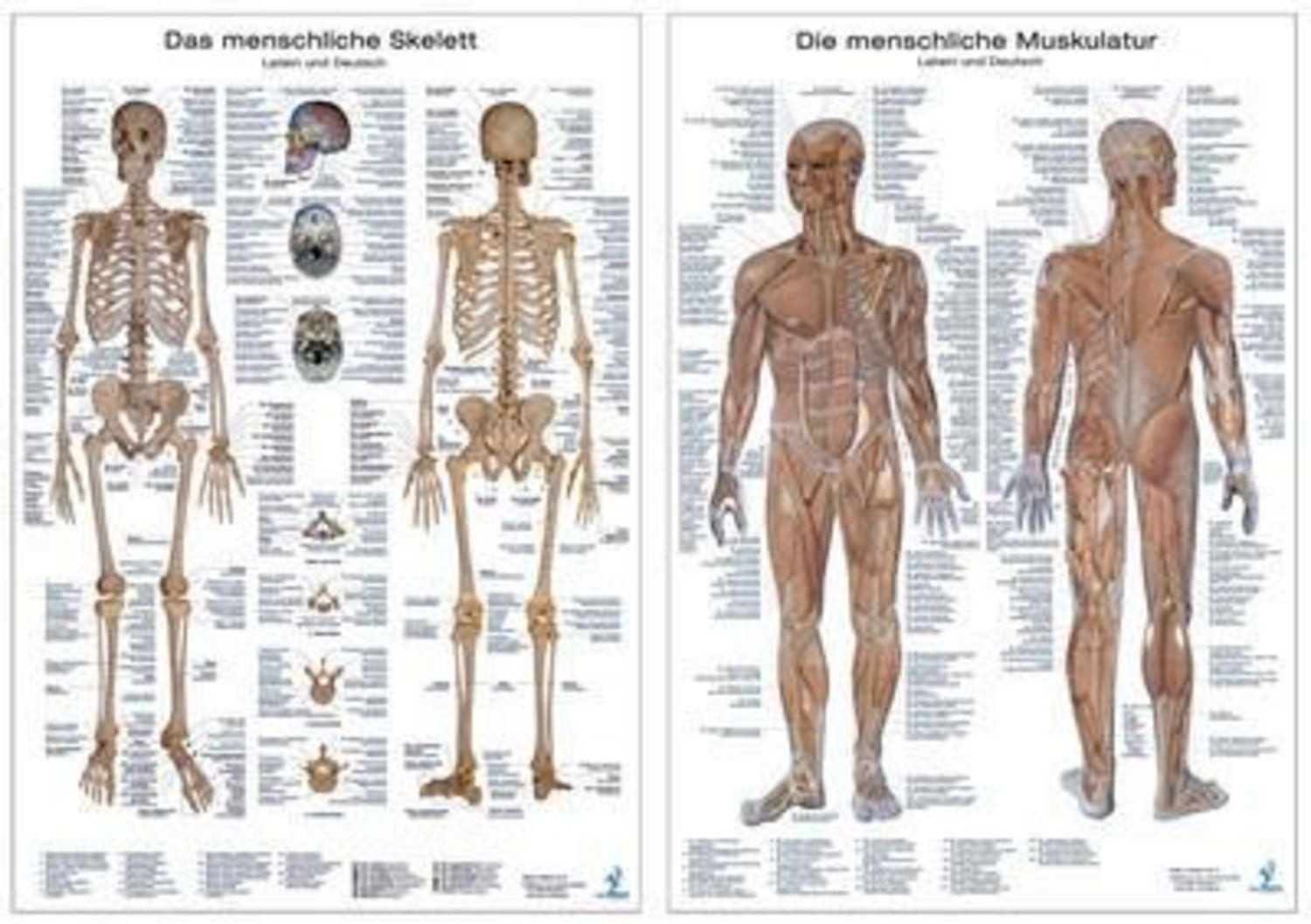 Anatomie-Poster im Doppelpack / diverse
