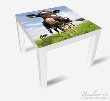 Wallario Möbelfolie Lustige Kuh auf der Weide mit herausgestreckter Zunge