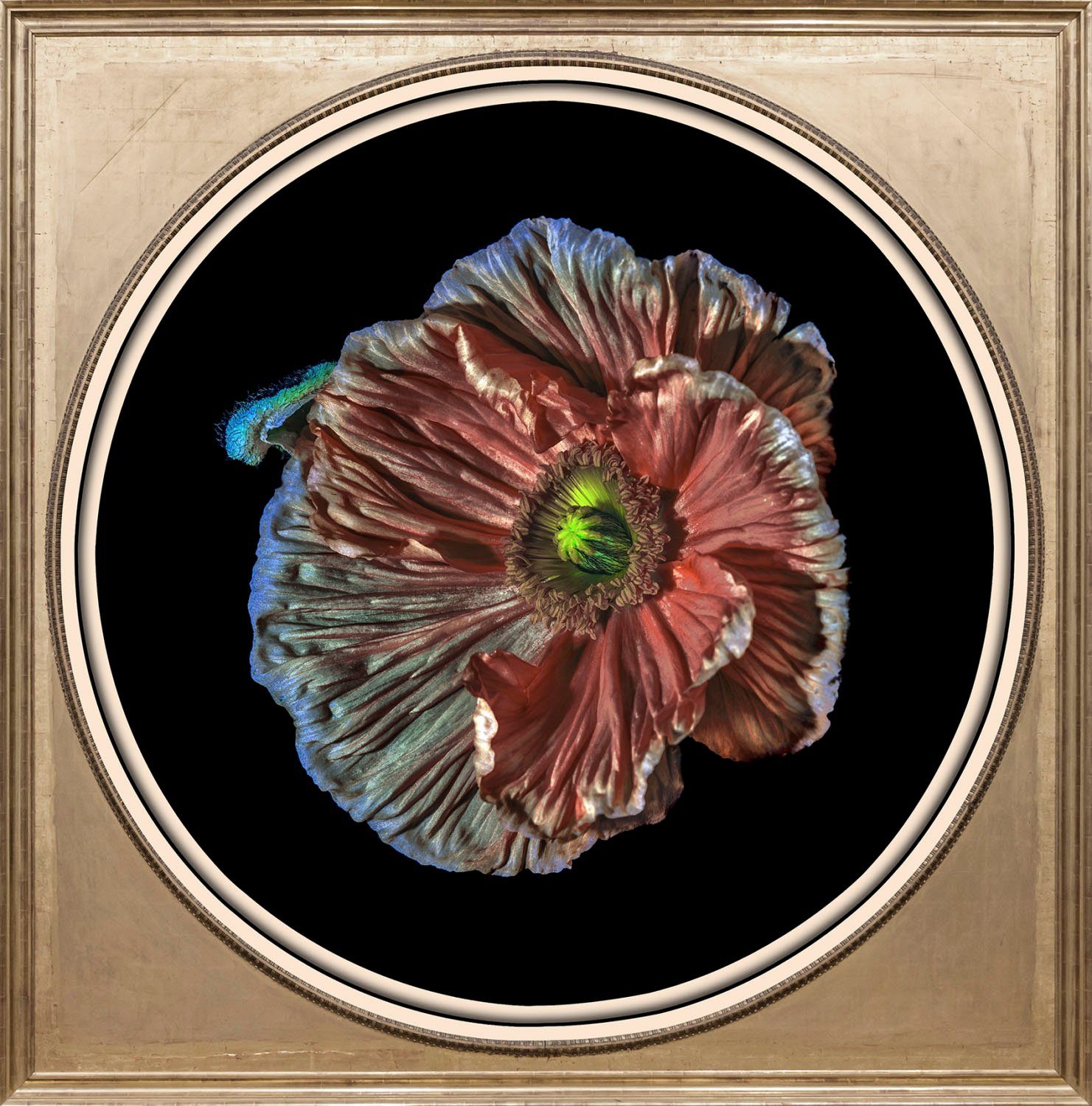 queence Blume Acrylglasbild