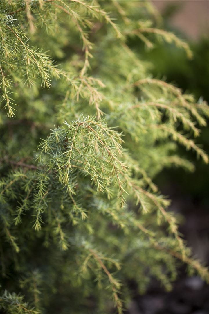 Pflanzen für Dich Konifere Juniperus com. Schneverdinger Gold Machangel, 1 St., Gemeiner Wacholder, Wacholder, goldgelb, winterhart