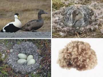 Daunenkissen ORIGINAL EIDERDAUNEN 3-Kammer-Kissen, Königin der Nacht, Füllung: isländische neue Eiderdaunen (außen), Seitenschläfer, Rückenschläfer, für Allergiker geeignet