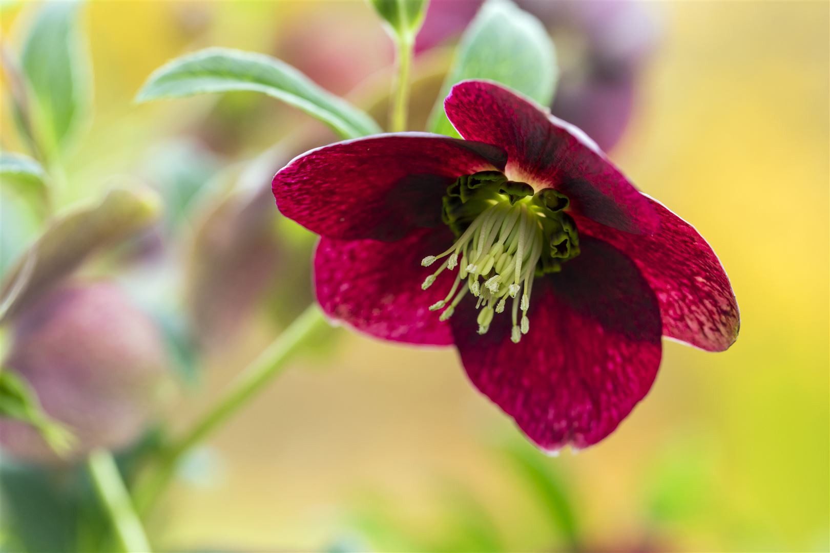 Pflanzen für Dich Staude Helleborus orientalis rot, 1 St., Orientalische Nieswurz, Lenzrose