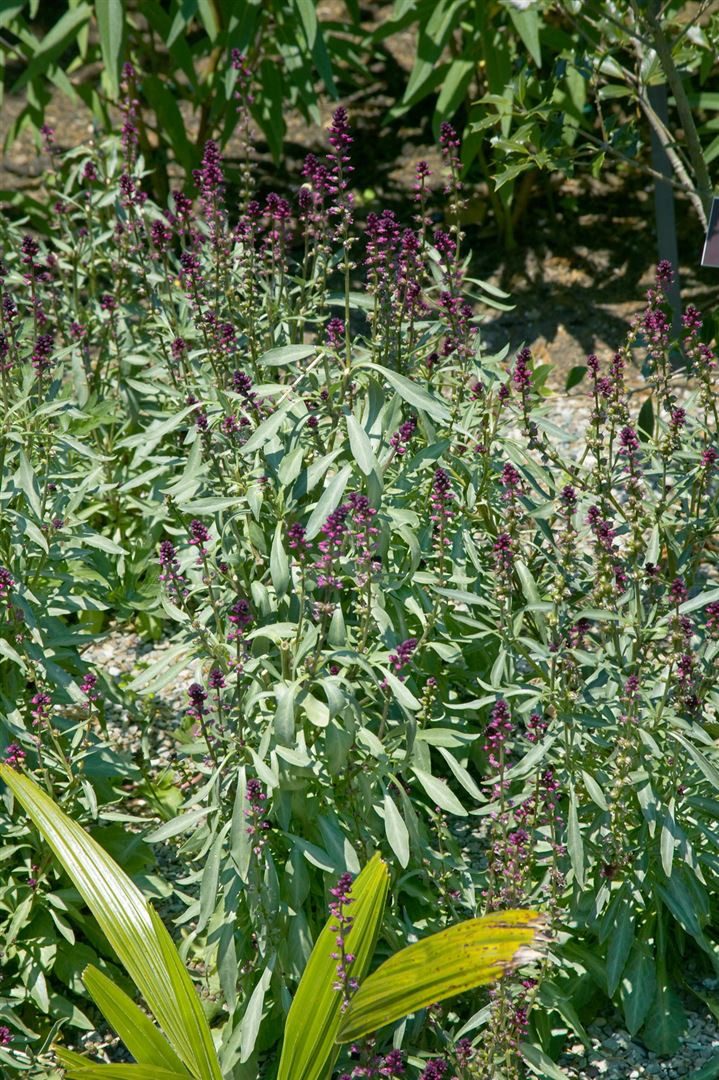 Pflanzen für Dich Staude Lysimachia atropur., 1 St., Purpur-Felberich, Blutweiderich