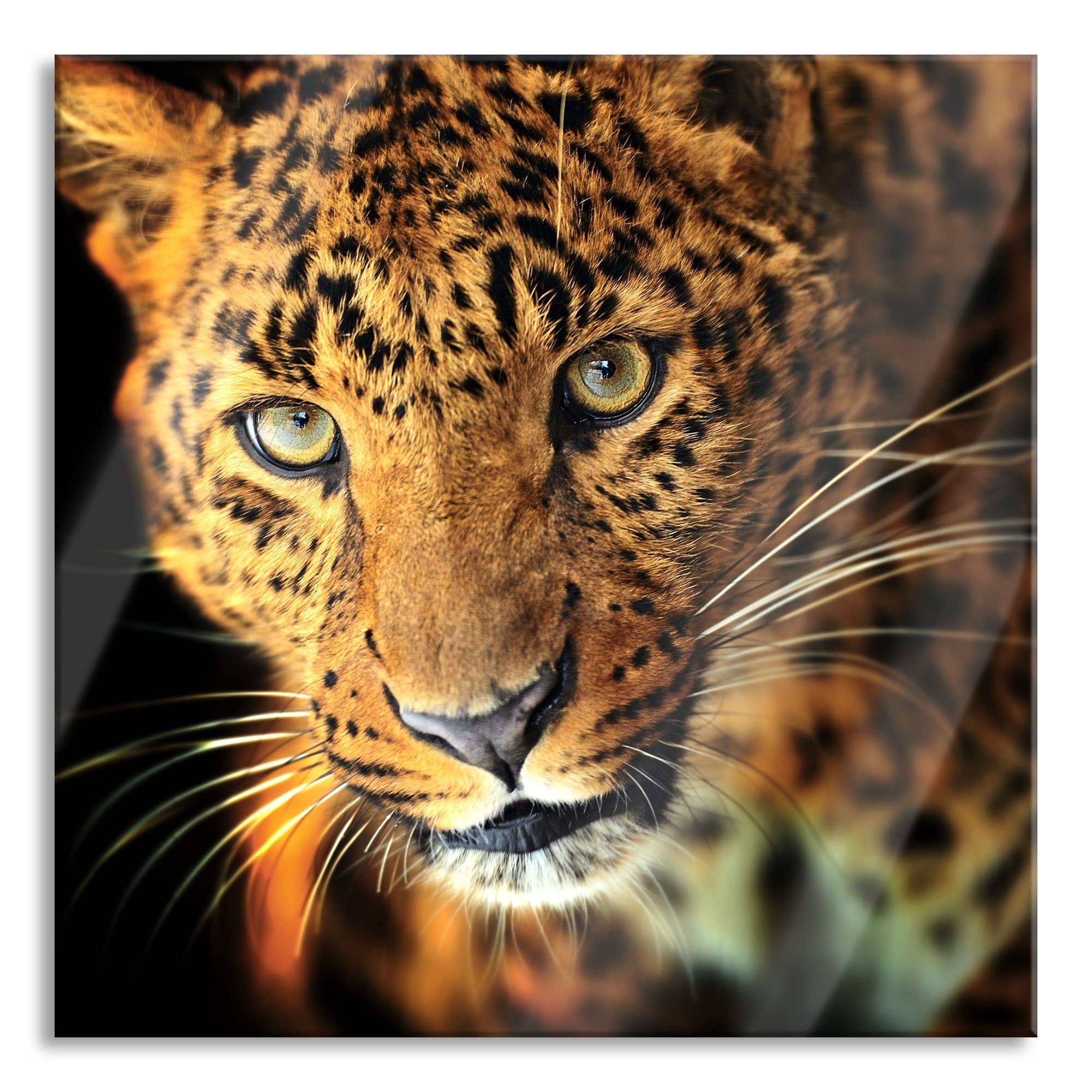 Pixxprint Glasbild Anmutiger Leopard, Anmutiger Leopard (1 St), Glasbild aus Echtglas, inkl. Aufhängungen und Abstandshalter | Bilder