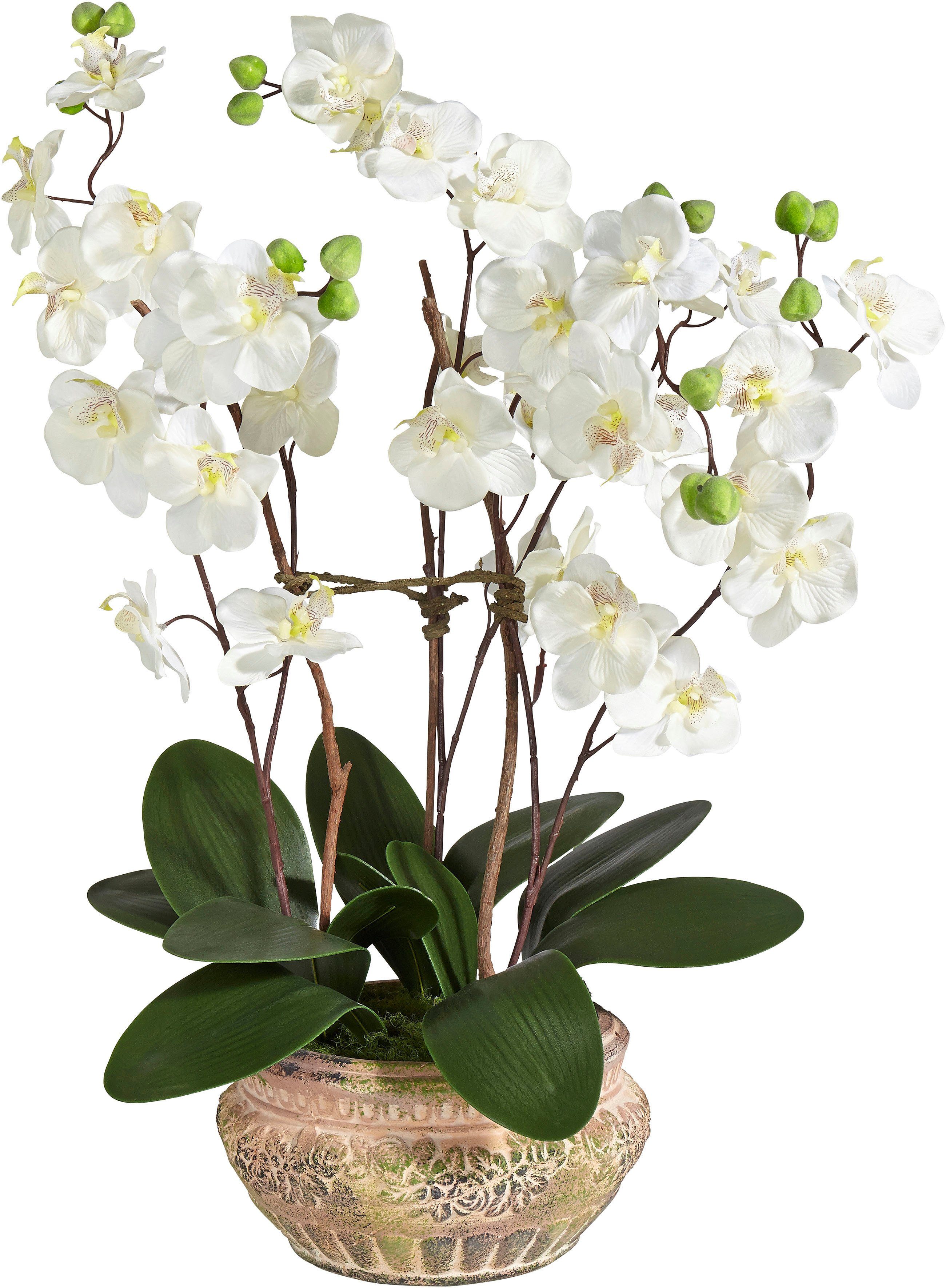 Kunstpflanze »Orchidee«, Schneider, Höhe 58 cm
