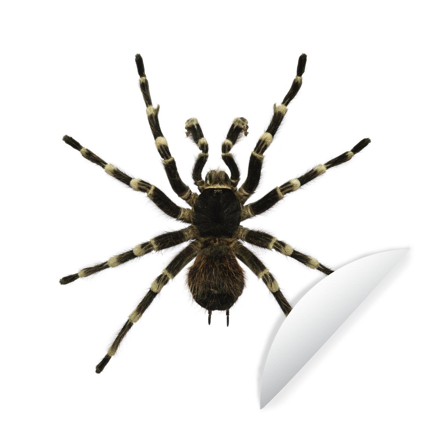 MuchoWow Wandsticker Brasilianischer Weißstorch Spinne auf einem weißen Hintergrund (1 St), Tapetenkreis für Kinderzimmer, Tapetenaufkleber, Rund, Wohnzimmer