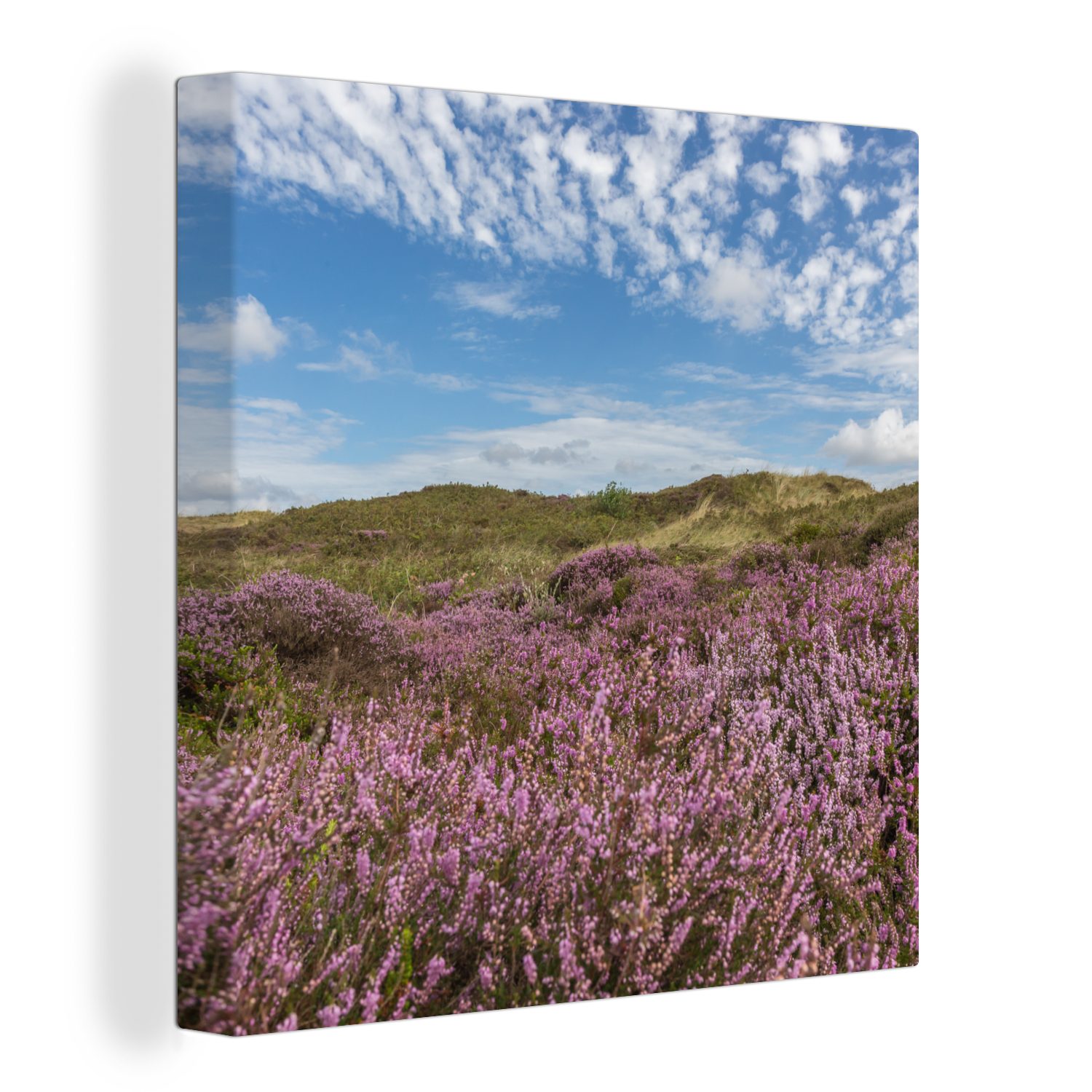 OneMillionCanvasses® Leinwandbild Blühendes Heidekraut in den Dünen von Texel, (1 St), Leinwand Bilder für Wohnzimmer Schlafzimmer