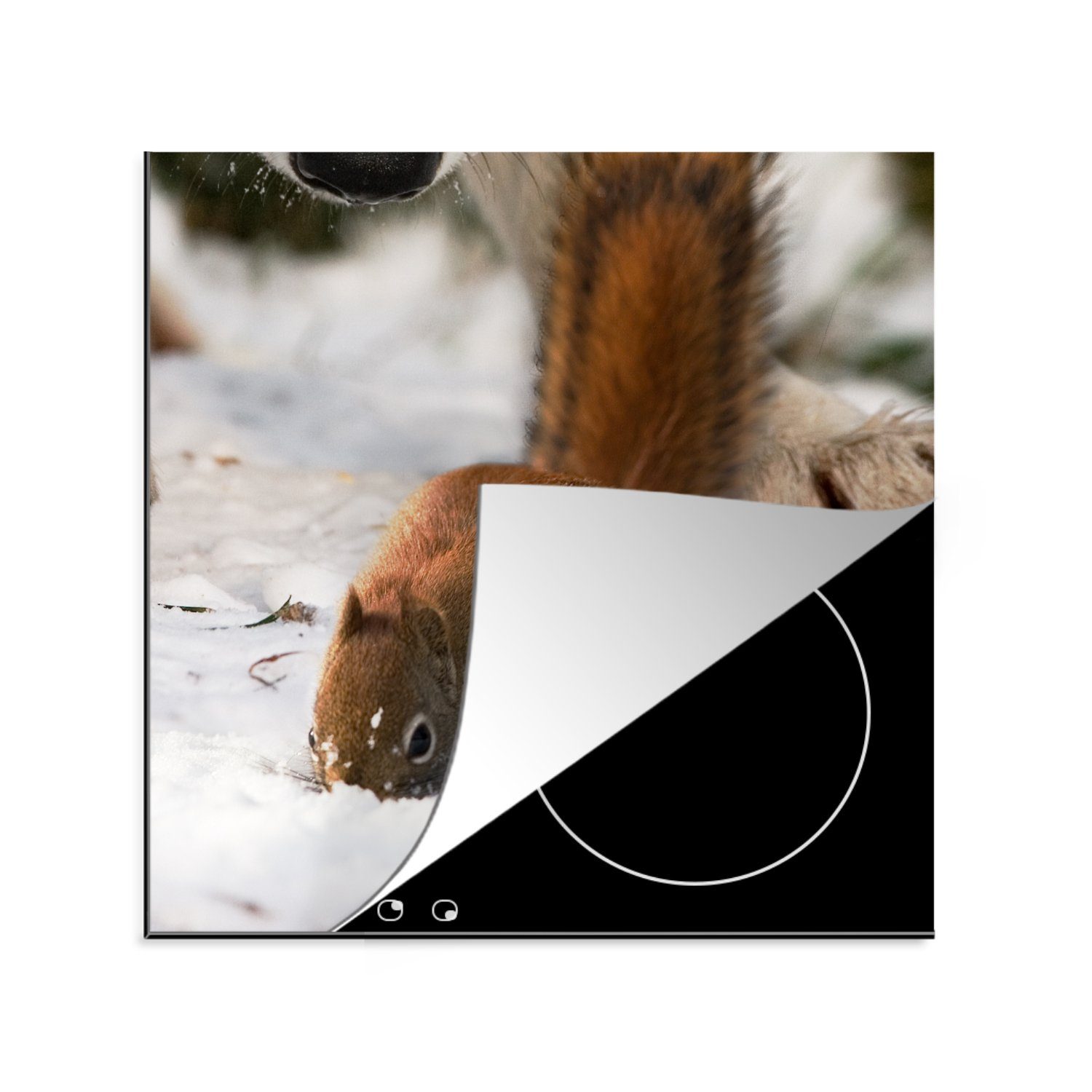 MuchoWow Herdblende-/Abdeckplatte Eichhörnchen - Wolf - Schnee - Winter, Vinyl, (1 tlg), 78x78 cm, Ceranfeldabdeckung, Arbeitsplatte für küche