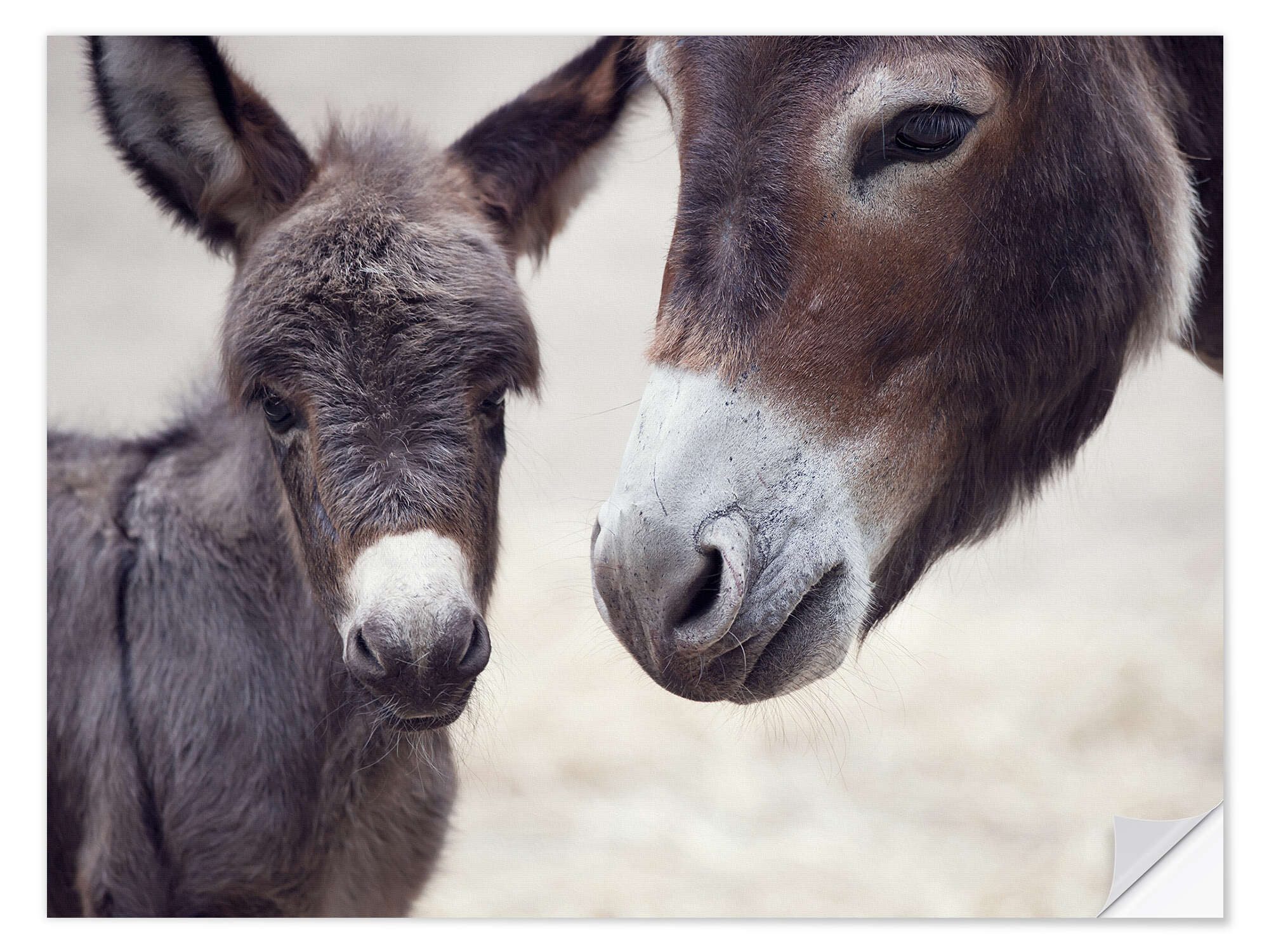 Posterlounge Wandfolie Editors Choice, Baby Esel, Fotografie