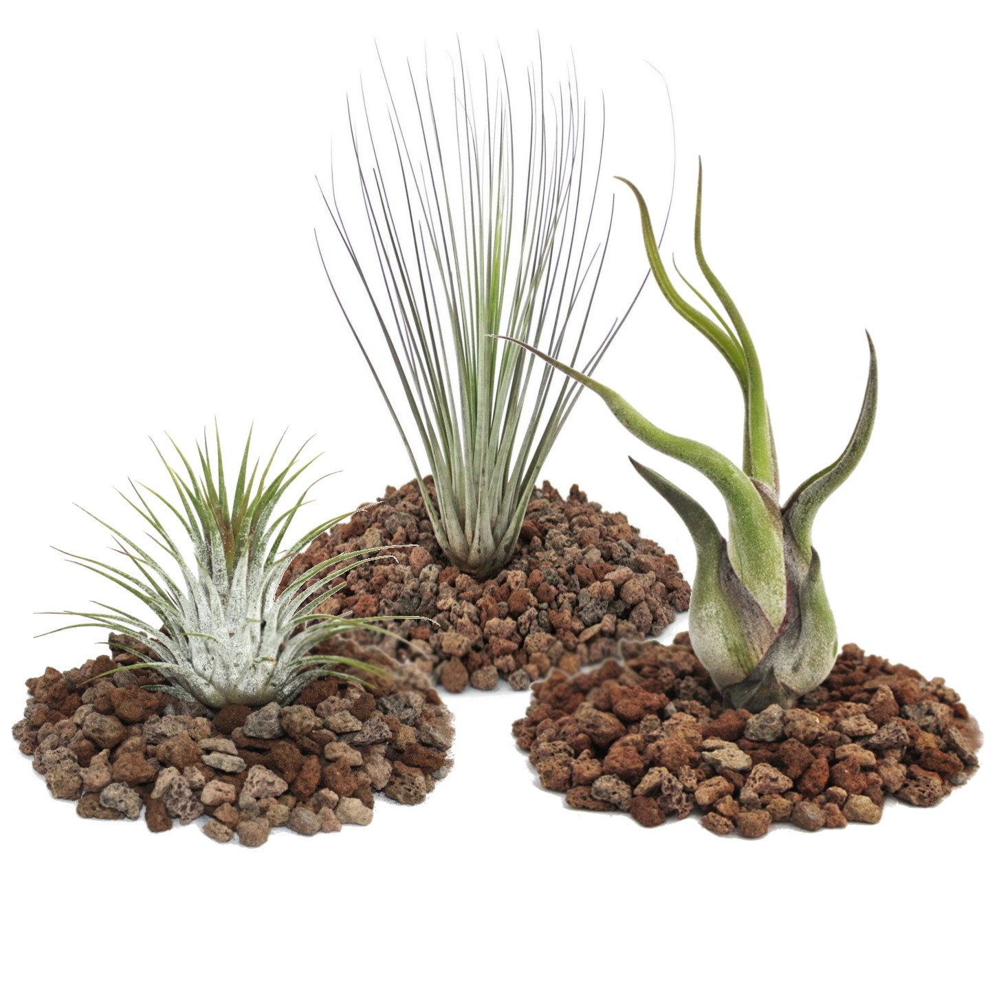 Exotenherz Zimmerpflanze 1 Set mit 3 Tillandsien (1 ionantha 1 juncea 1 caput medusa)