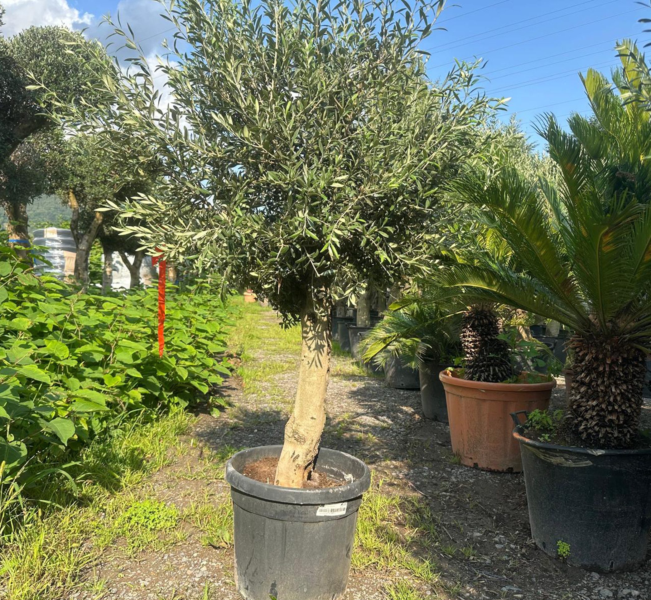 Palms-Store Olivenbaum Olea Europaea höhe: 170 -180cm gute Qualität, Stammumfang 20-30 cm, 1 St., Charaktervoller Stamm – Bild 3 von 5