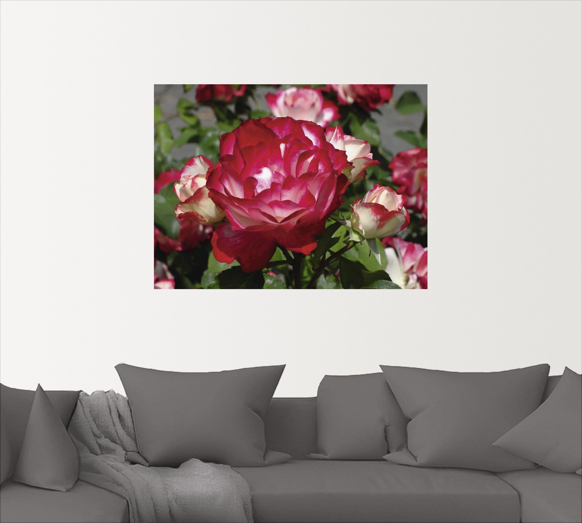 Artland Wandbild Rot weiße versch. St), oder Alubild, in Größen Blumen Poster als Wandaufkleber Leinwandbild, (1 Rosenblüte