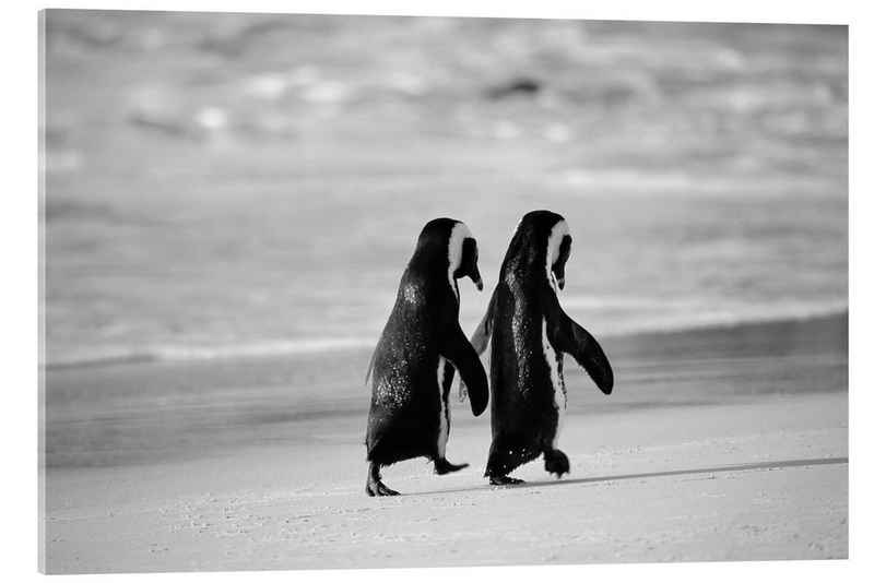Posterlounge Acrylglasbild Stuart Westmorland, Pinguine gehen Hand in Hand, Badezimmer Maritim Fotografie
