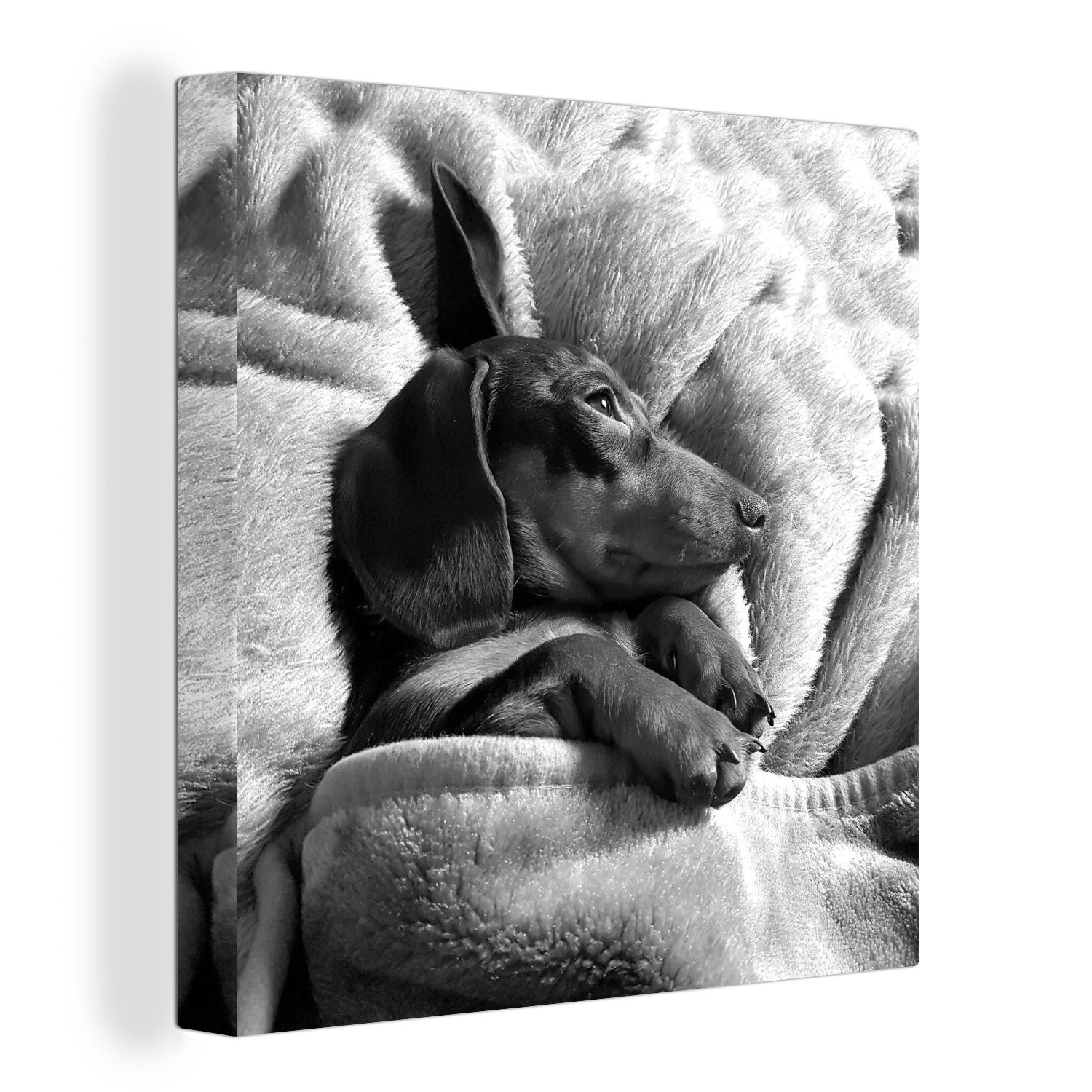 OneMillionCanvasses® Leinwandbild Niedlicher Dackel unter der Bettdecke liegend - schwarz und weiß, (1 St), Leinwand Bilder für Wohnzimmer Schlafzimmer