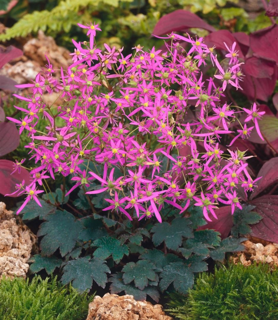 Pflanzen für Dich Staude Saxifraga cort. Black Ruby, 1 St., Steinbrech