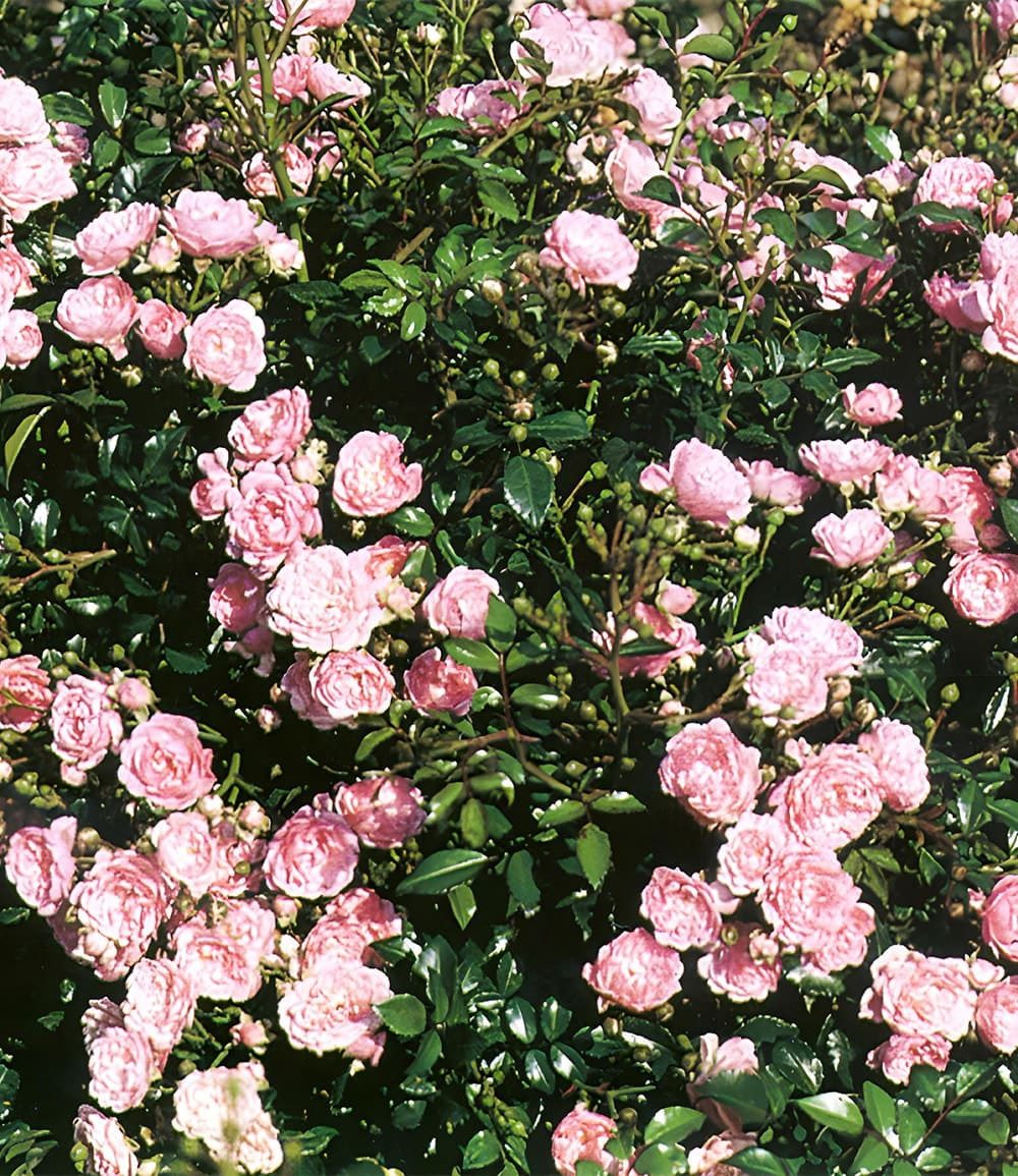 BALDUR Garten Rose Rose 'The Fairy', 1 St., Flammengras, winterhart, mehrjährig, blühfreudig