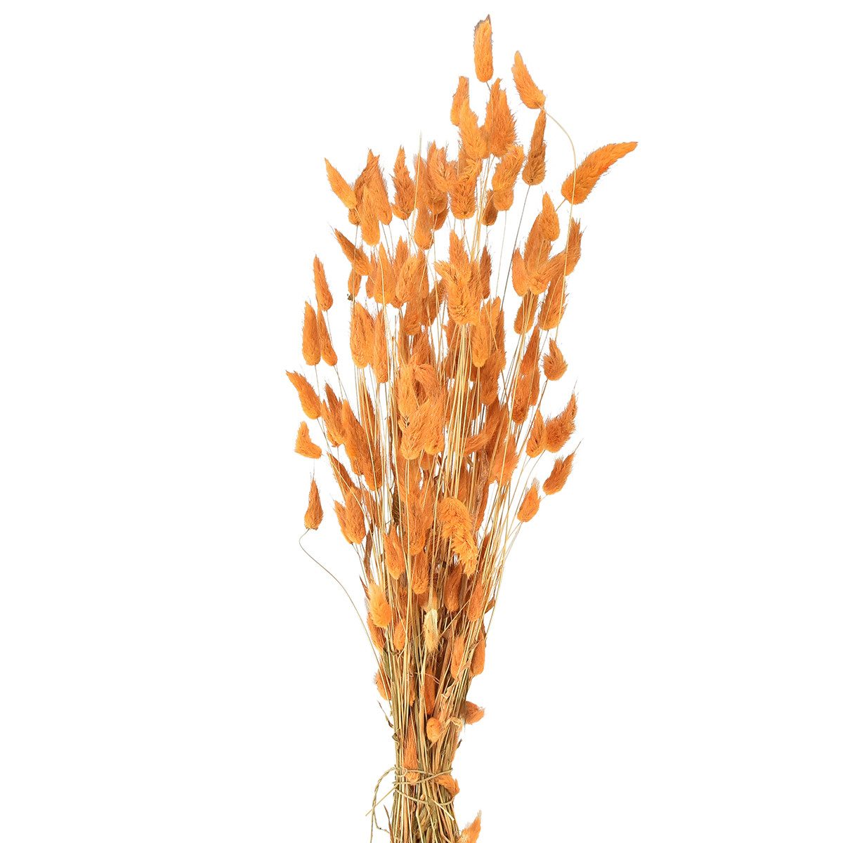Trockenblume Lagurus Getrocknet Hasenschwanzgras Apricot Deko-Trockenblumen, Viana, Höhe 30 cm