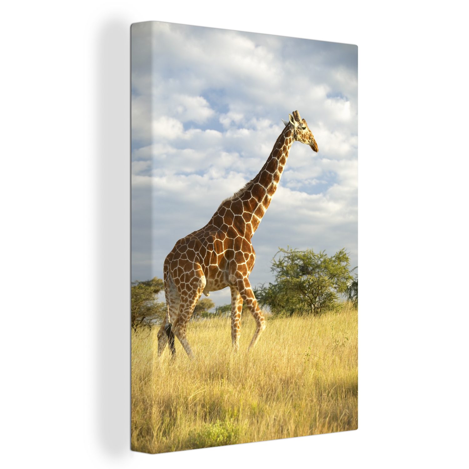 OneMillionCanvasses® Leinwandbild Giraffe - Himmel - Gras, (1 St), Leinwandbild fertig bespannt inkl. Zackenaufhänger, Gemälde, 20x30 cm