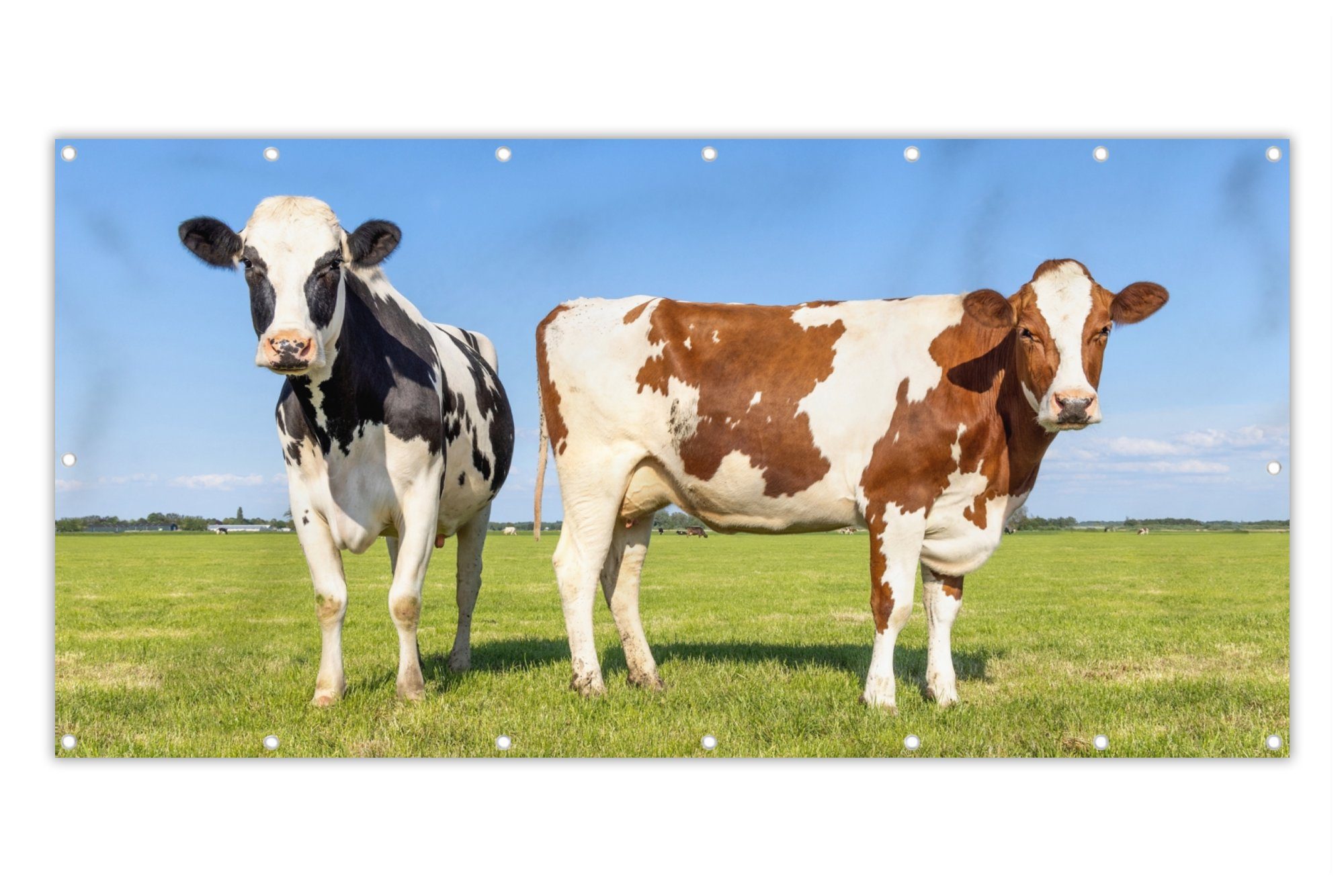MuchoWow Balkonsichtschutz Kühe - Bauernhof - Gras - Natur - Tiere (1-St) Balkon Sichtschutz 90x200, Windschutz für Zaun PVC, 200x90 cm