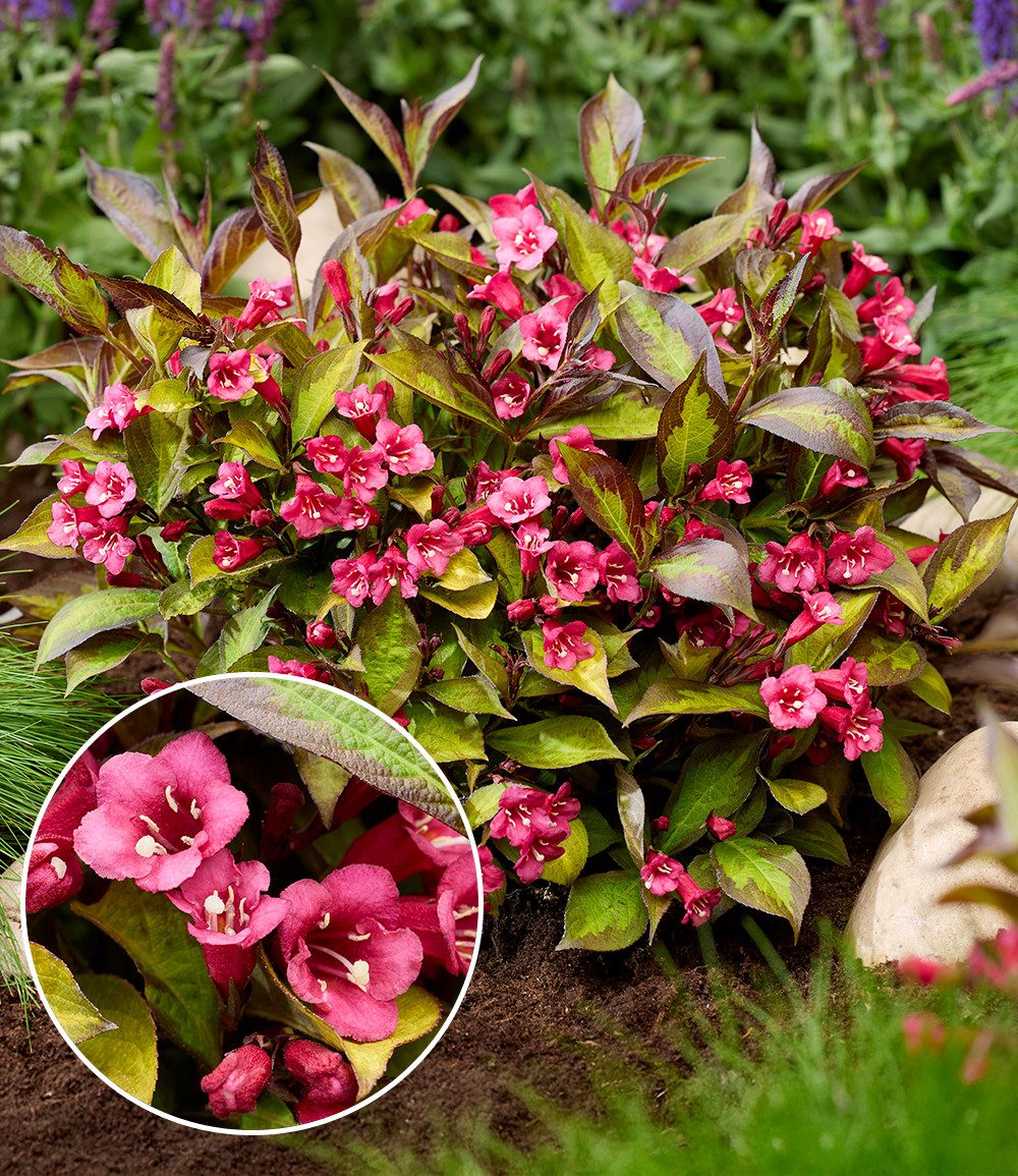 BALDUR Garten Zierstrauch Weigelia 'Twilight', 1 St., Weigelie, winterhart, mehrjährig, immergrün, kompakt