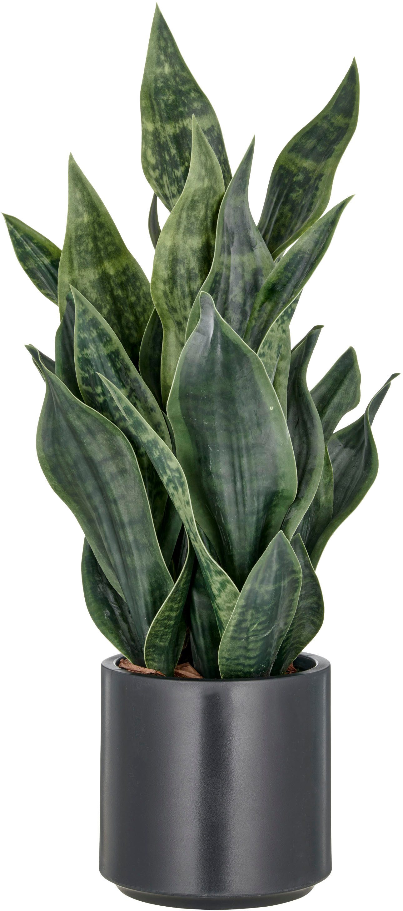 Kunstpflanze Sanseveria Grey Stripe, Creativ green, Höhe 66 cm, im eleganten Pflanzgefäß. Reduzierter Preis € 47,49. Unverbindliche Preisempfehlung € 74,99