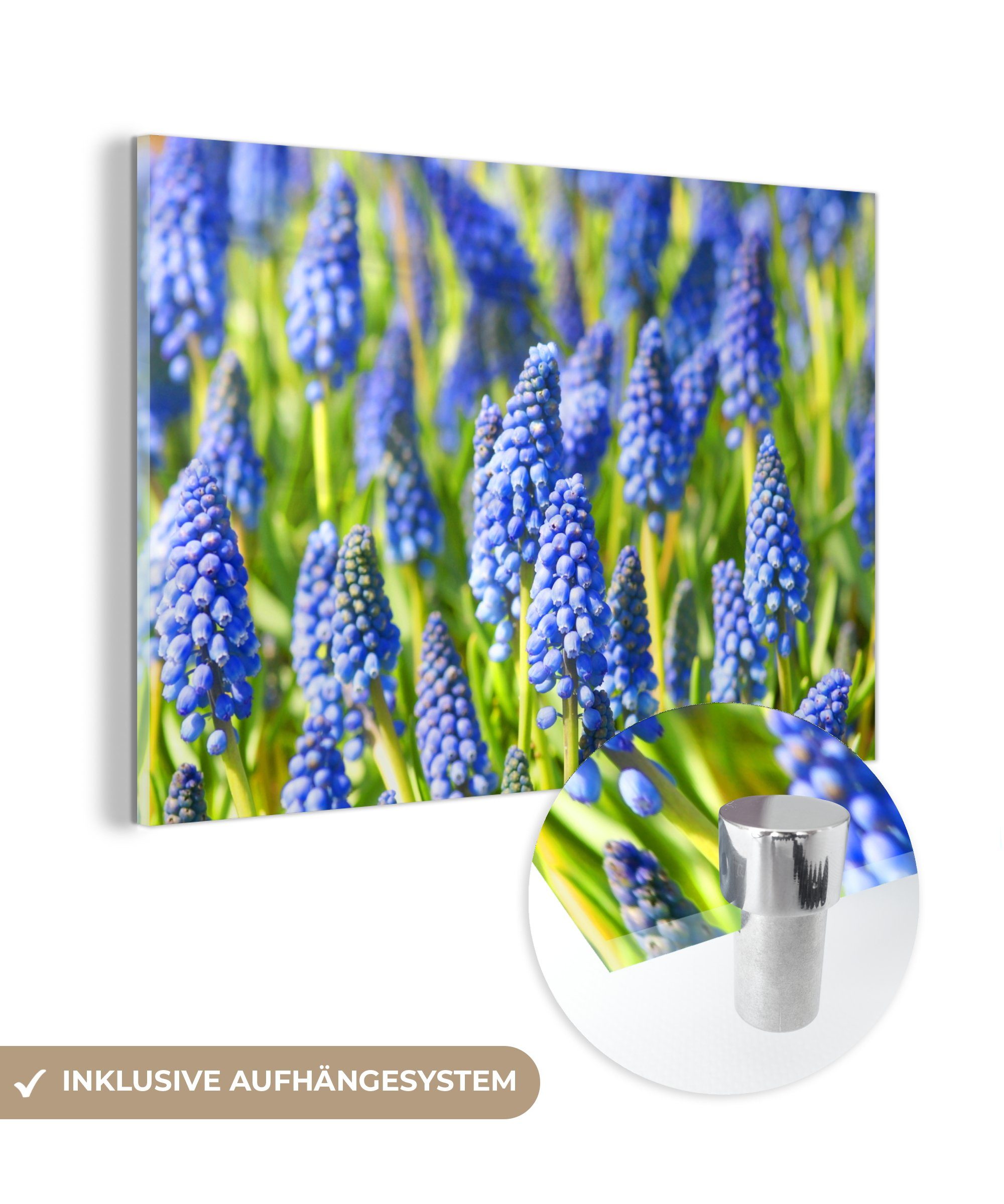 MuchoWow Acrylglasbild Acrylglasbilder mit Wohnzimmer der Feld Traubenhyazinthe, & Schlafzimmer Blüten (1 St), blauen