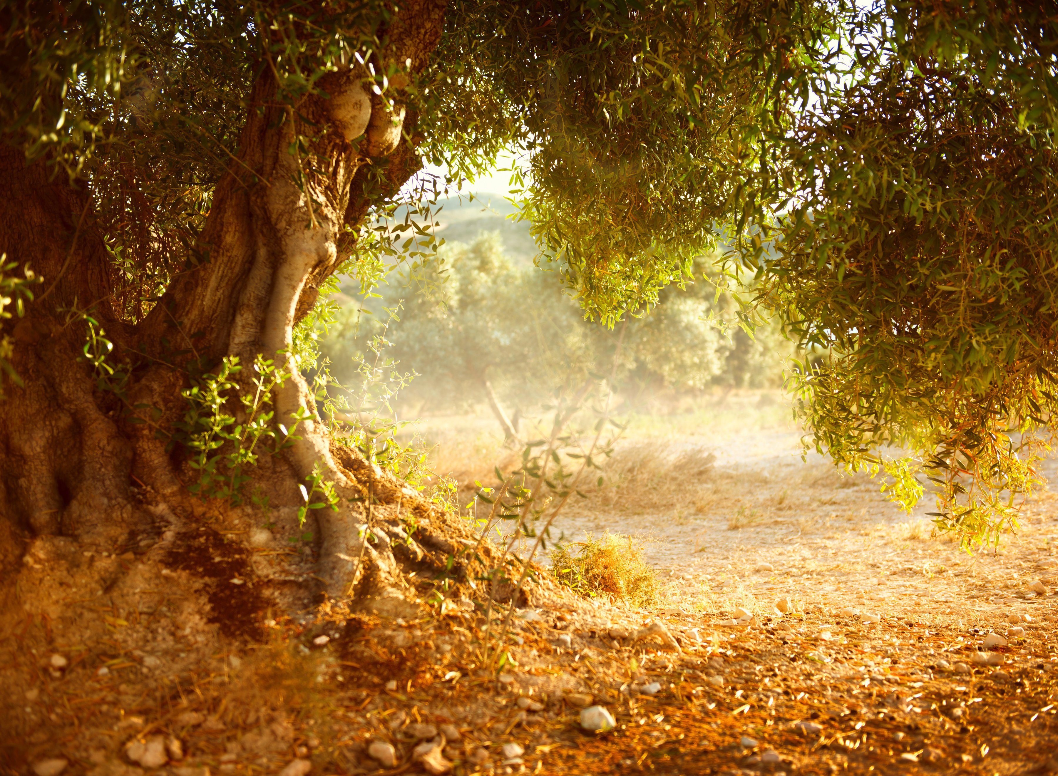 Papermoon Fototapete Old Olive Tree, glatt