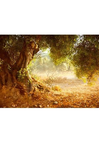 Papermoon Fototapetas »Old Olive Tree« glatt