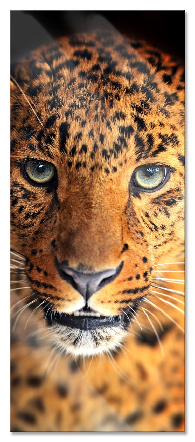 Pixxprint Glasbild Stolzer Leopard, Stolzer Leopard (1 St), Glasbild aus Echtglas, inkl. Aufhängungen und Abstandshalter | Bilder