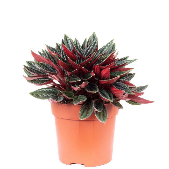 Flowerbox Blumentopf bepflanzt mit Zimmerpflanze Zwergpfeffer "Smit Rosso" - Peperomia - Höhe ca. 15 cm Topf-Ø 10 5 cm